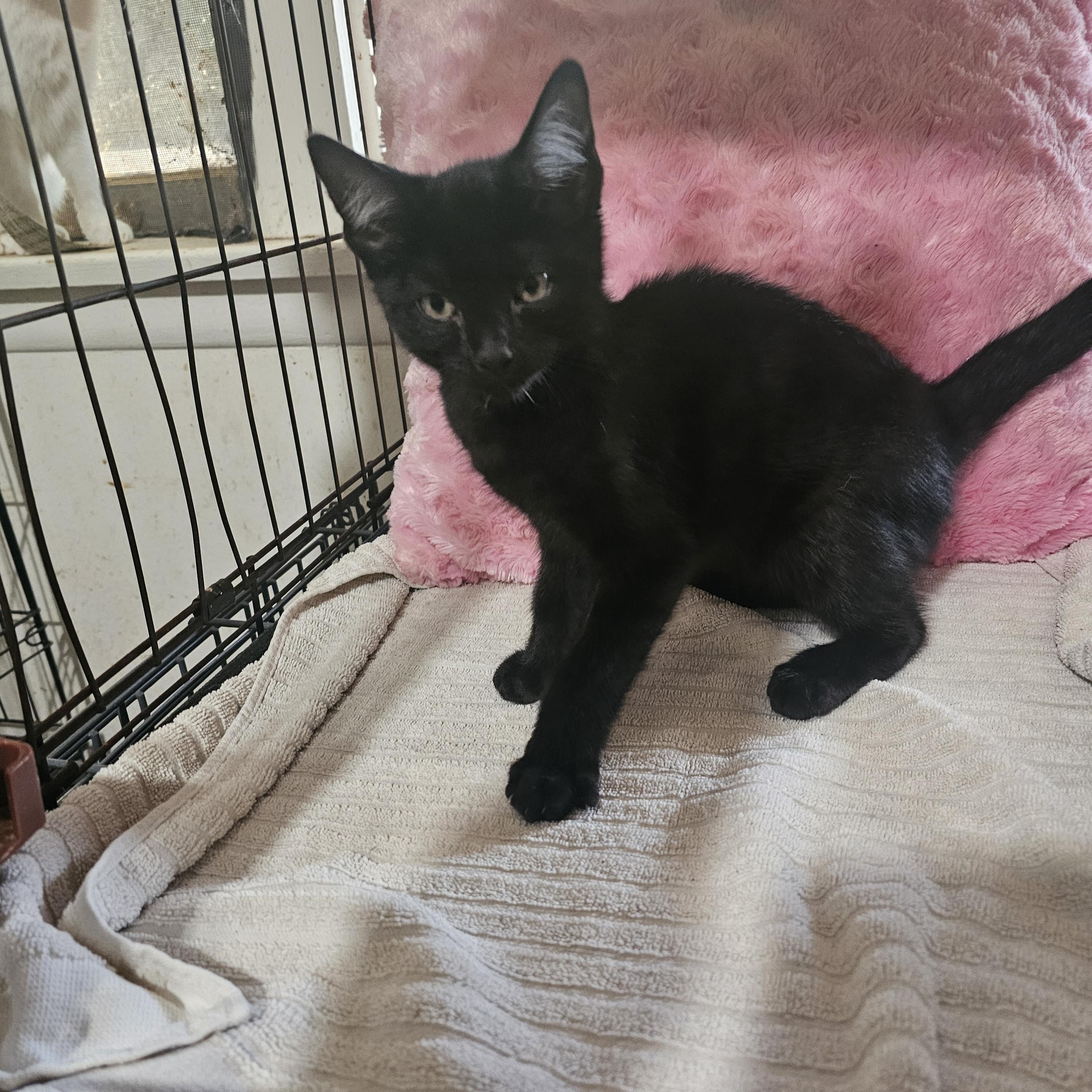 Walker, a ADOPTABLE mixed breed in pasadena, CA image 3/3