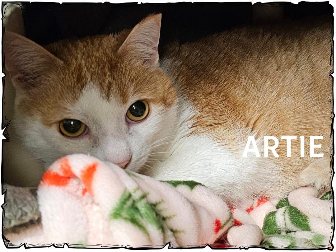 Artie, ADOPTABLE, Adult Male Domestic Short Hair.