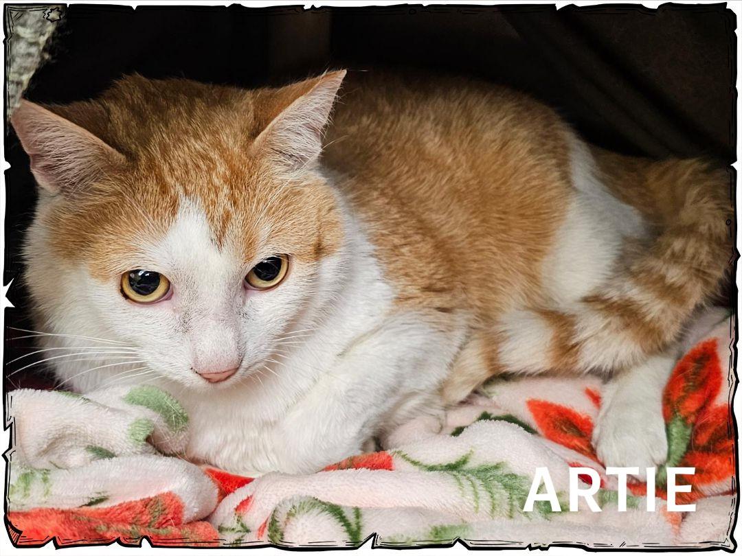 Enlarge Artie, a ADOPTABLE Domestic Short Hair in Whiting, IN image 2/2
