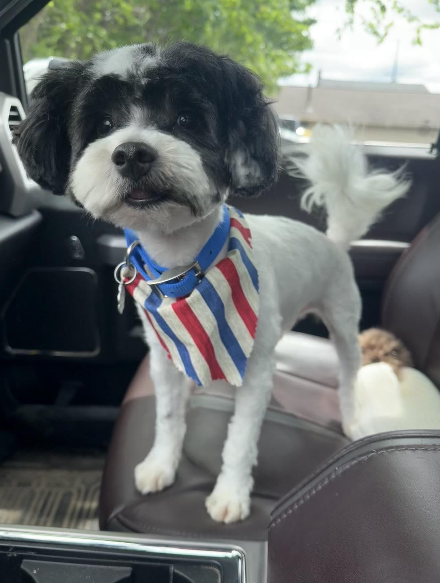 Enlarge Scamp, an adopted mixed breed in Oxford, MI image 2/4