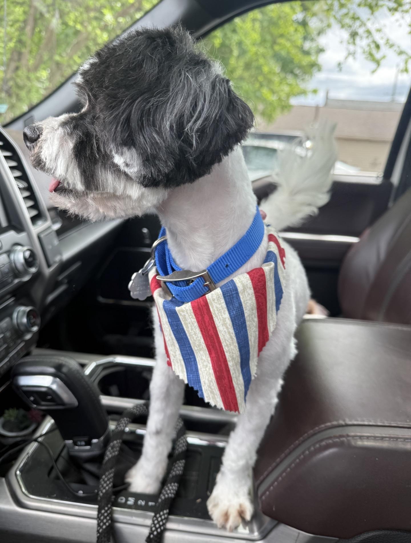 Enlarge Scamp, an adopted mixed breed in Oxford, MI image 4/4