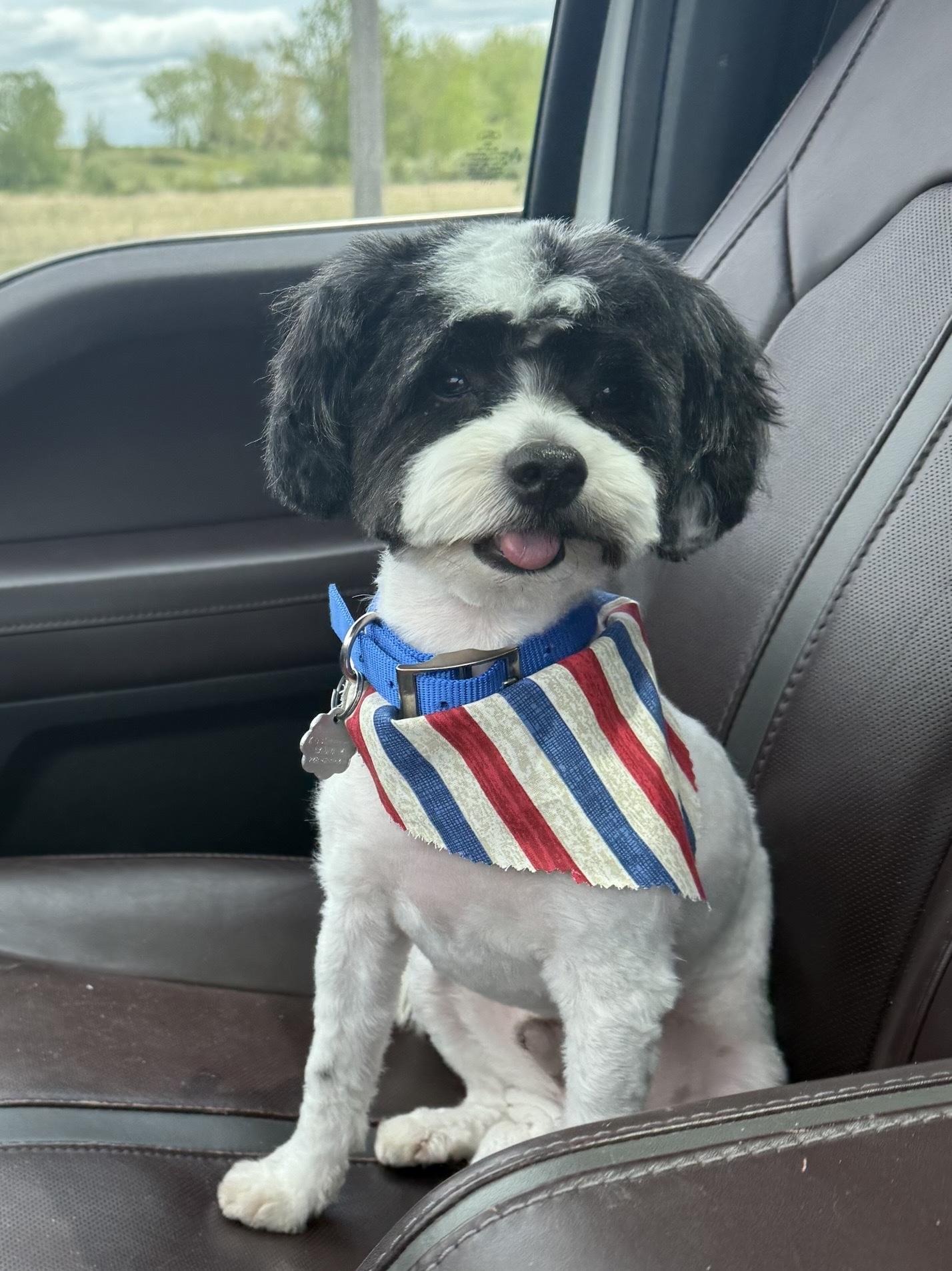 Scamp, adopted, Adult Male Shih Tzu & Mixed Breed.