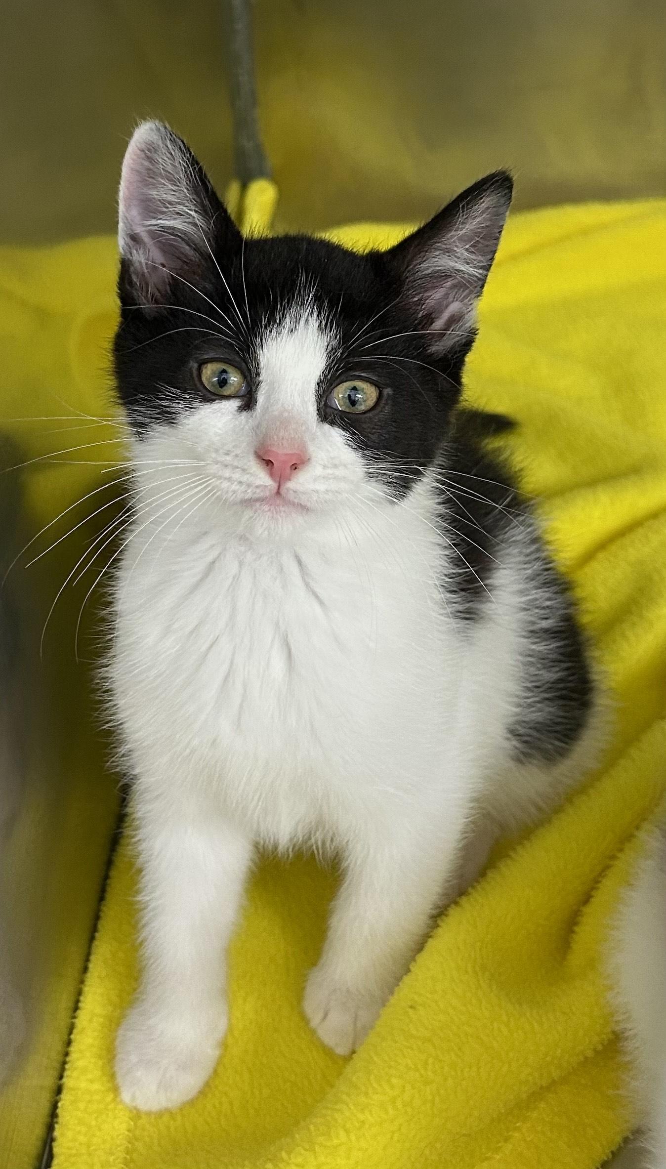 Enlarge Stew, a Adoptable Domestic Short Hair in Mount Vernon, OH image 1/1