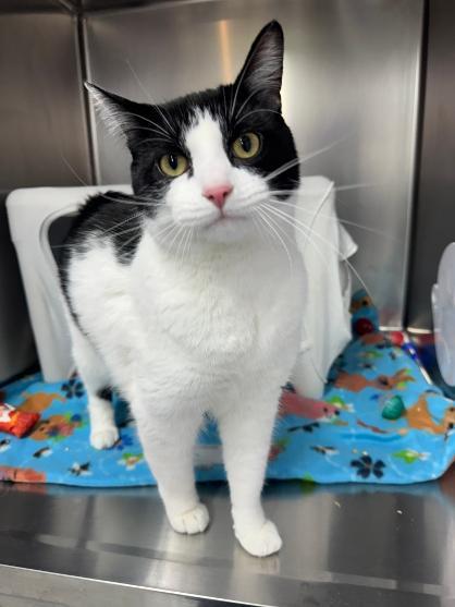 Stew, Adoptable, Kitten Male Domestic Short Hair.