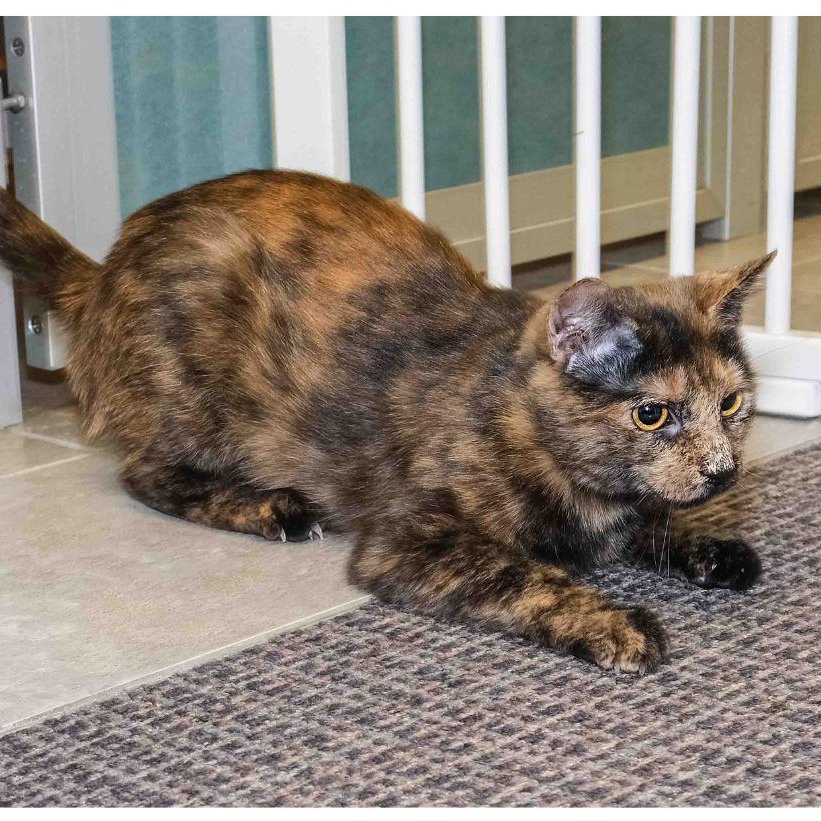 Maggie, a Adoptable Domestic Short Hair in Stamford, CT image 2/4