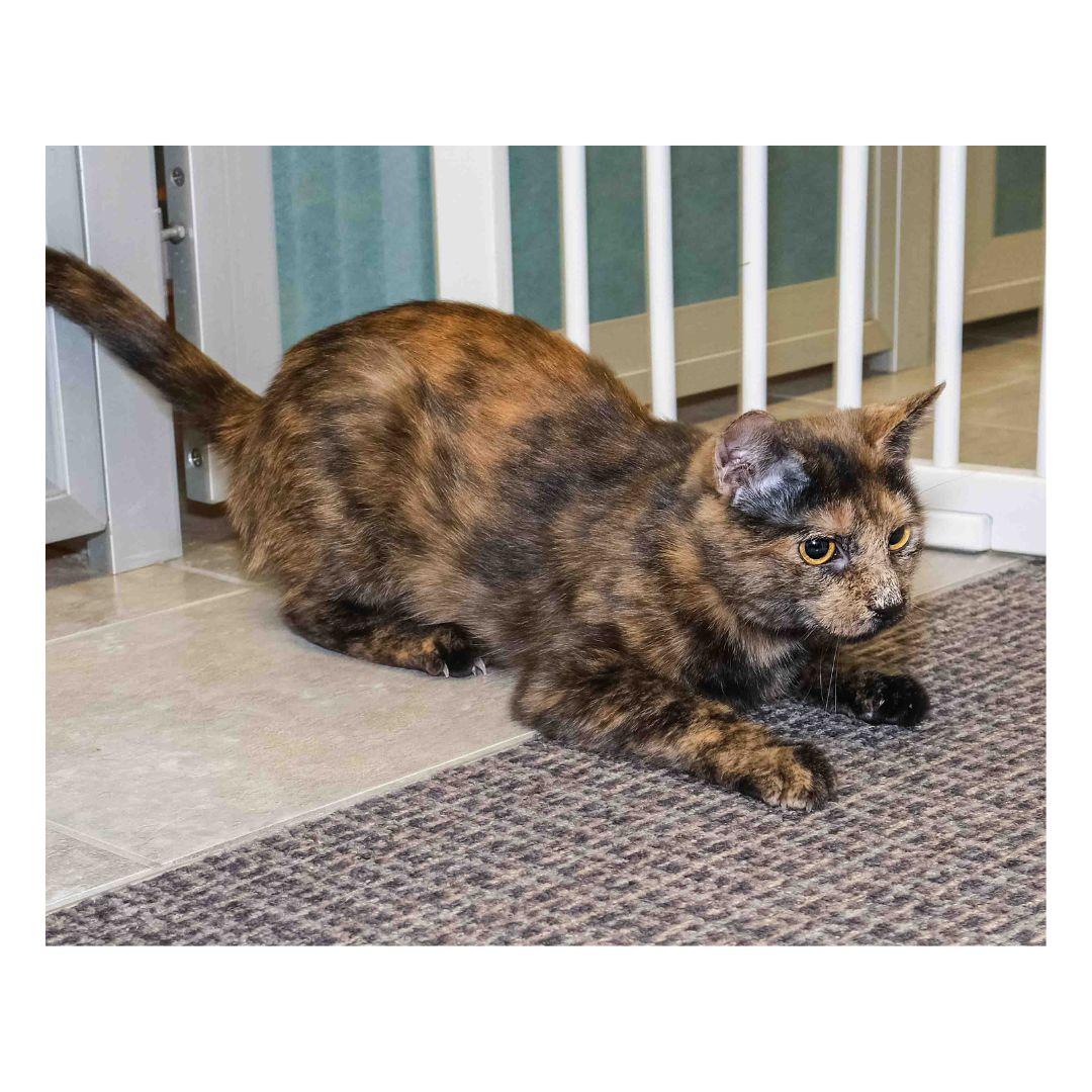 Enlarge Maggie, a Adoptable Domestic Short Hair in Stamford, CT image 2/4