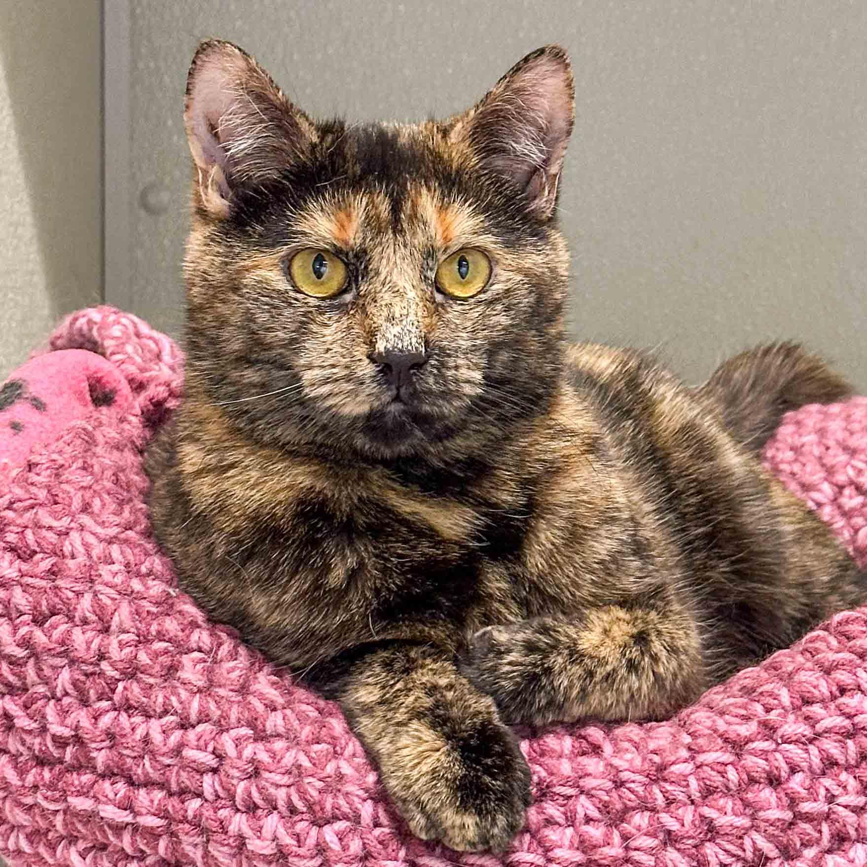 Enlarge Maggie, a Adoptable Domestic Short Hair in Stamford, CT image 1/4