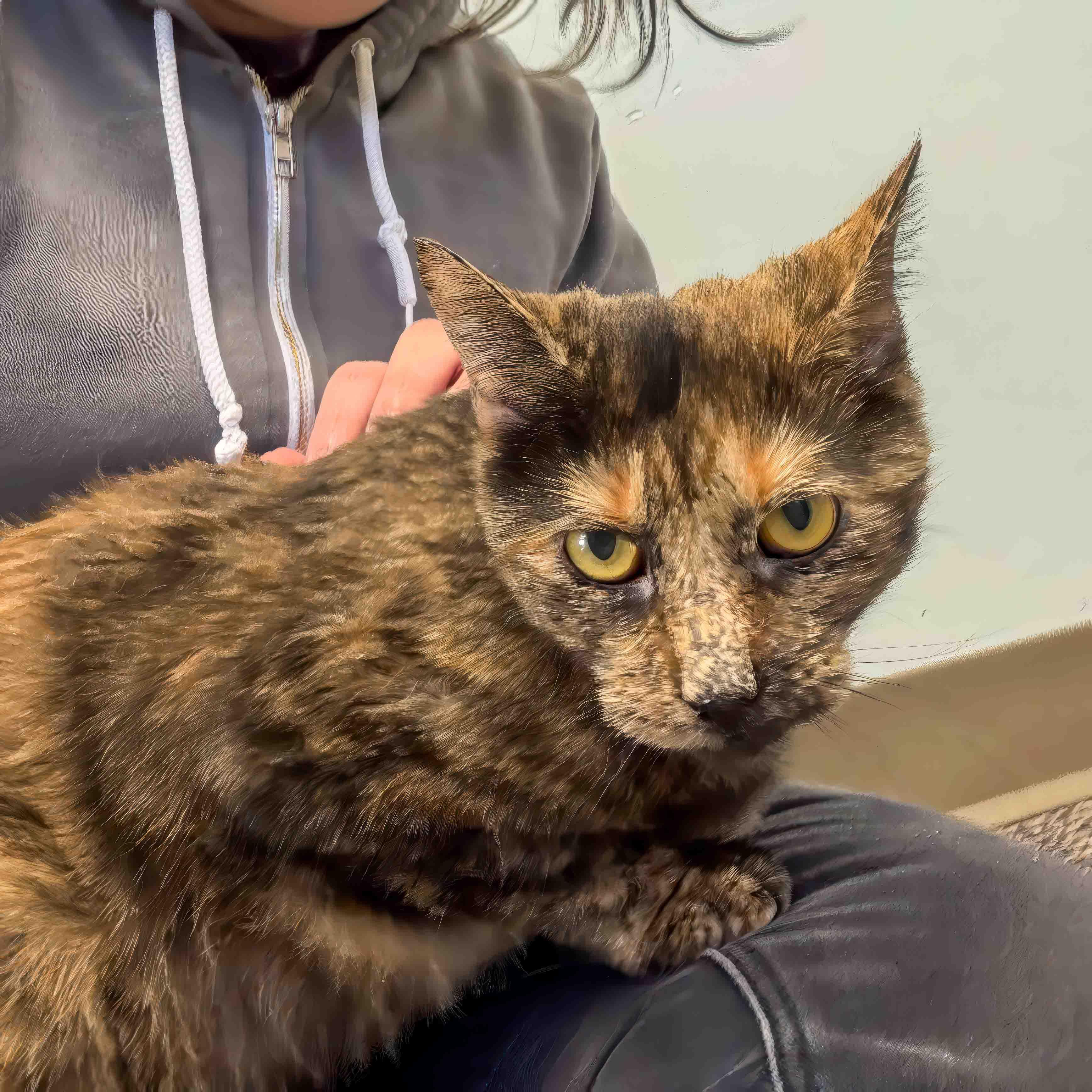 Enlarge Maggie, a Adoptable Domestic Short Hair in Stamford, CT image 3/4