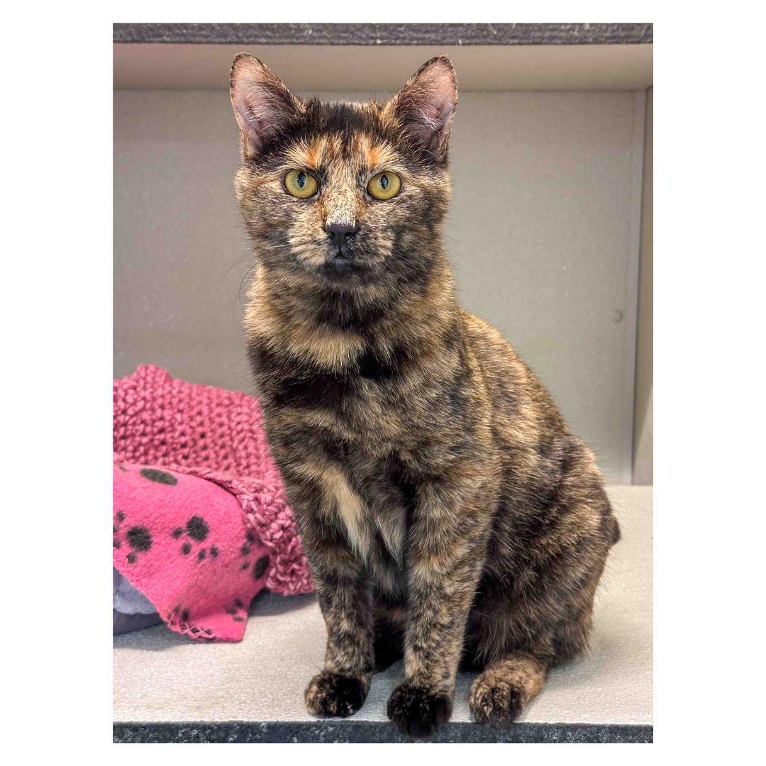 Enlarge Maggie, a Adoptable Domestic Short Hair in Stamford, CT image 4/4