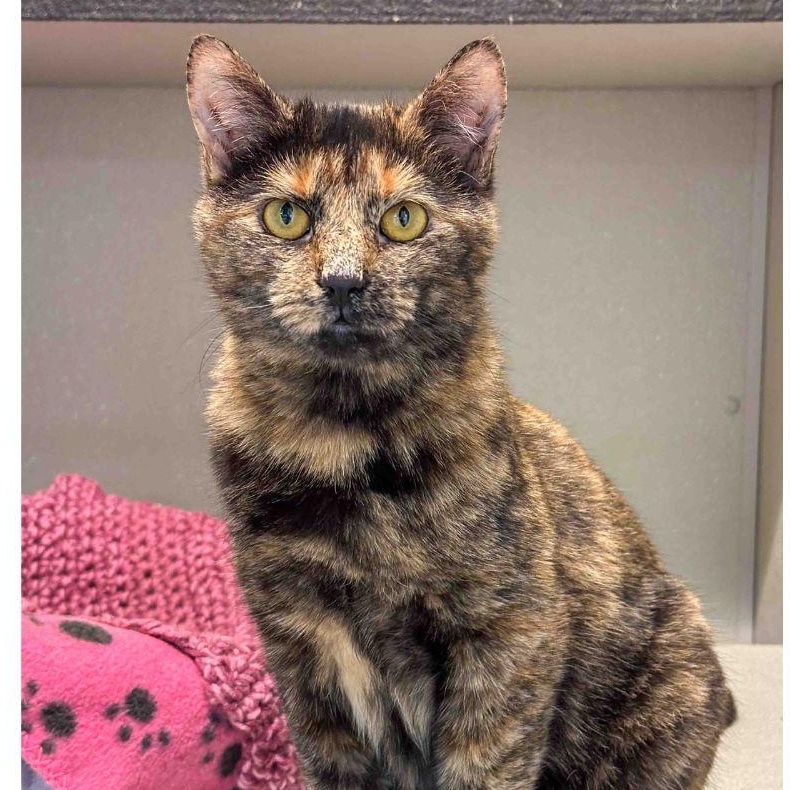 Maggie, a Adoptable Domestic Short Hair in Stamford, CT image 4/4