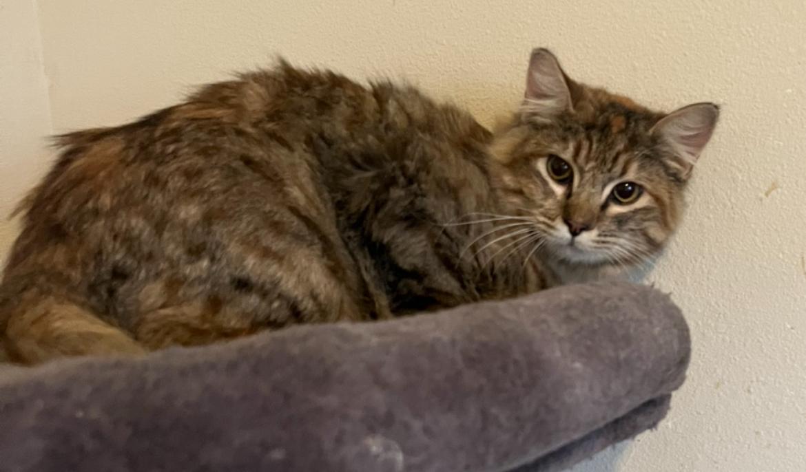 Enlarge Tiger, a ADOPTABLE mixed breed in Marysville, WA image 1/2