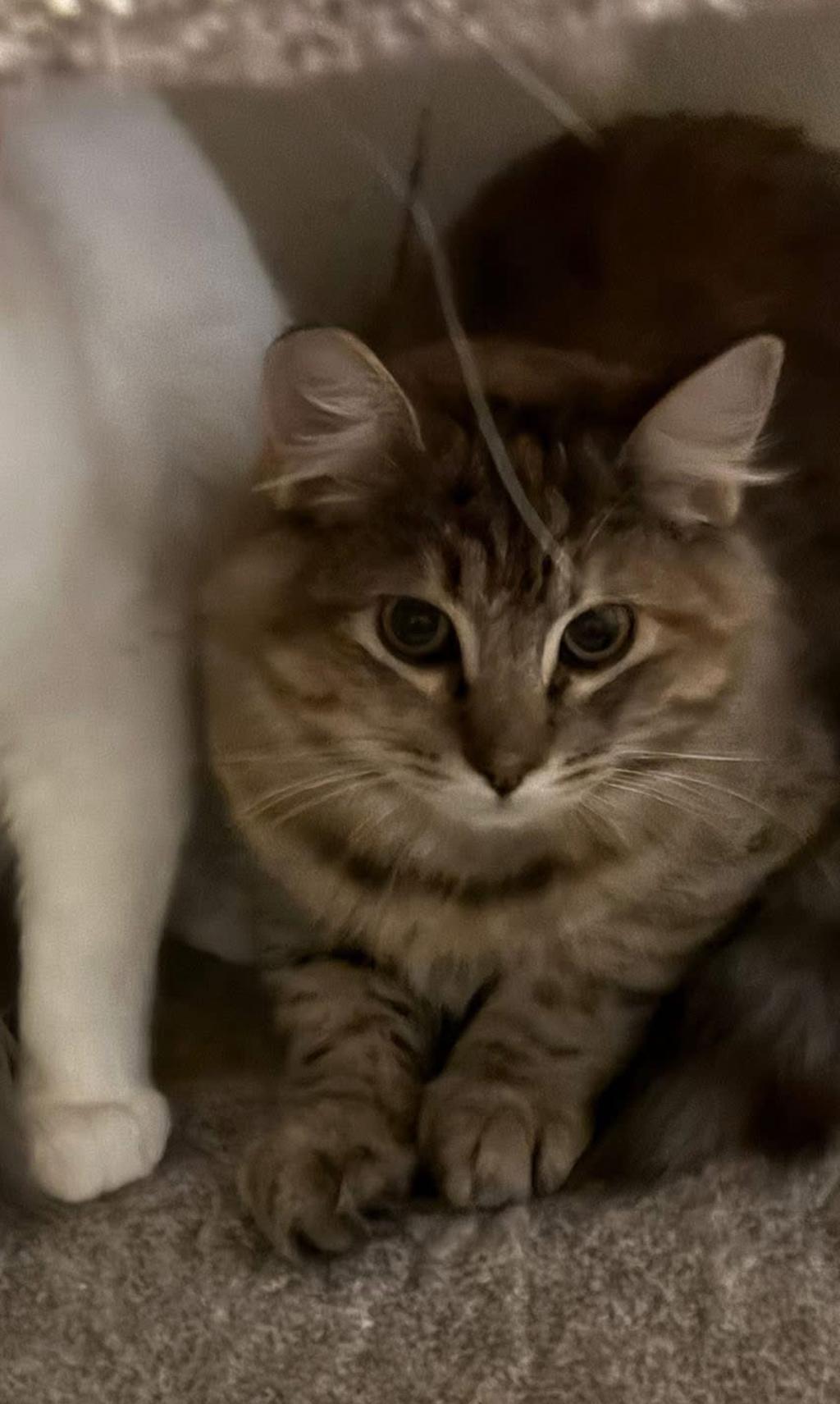 Enlarge Tiger, a ADOPTABLE mixed breed in Marysville, WA image 2/2