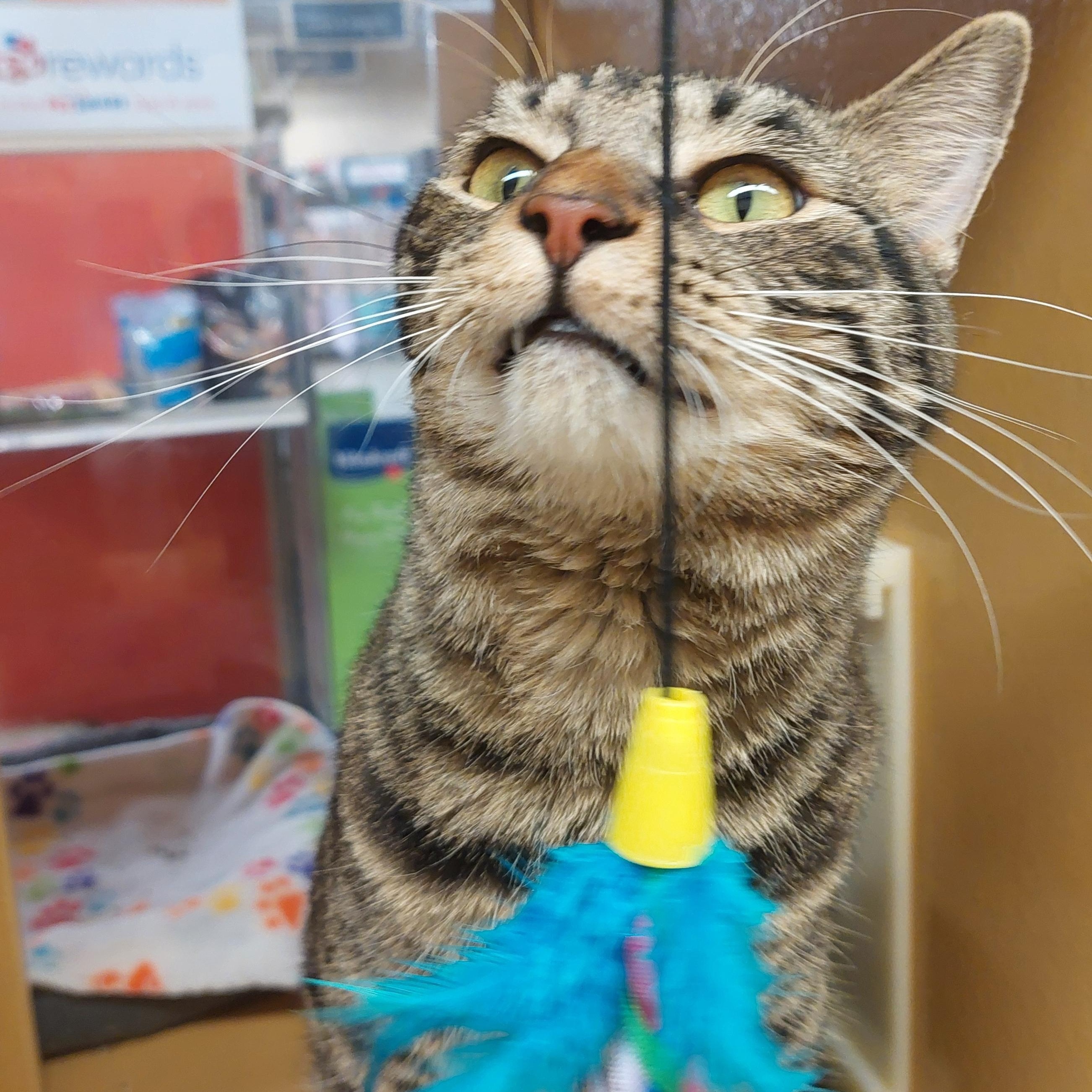 Enlarge Milo, a ADOPTABLE American Shorthair in Gerrardstown, WV image 3/4