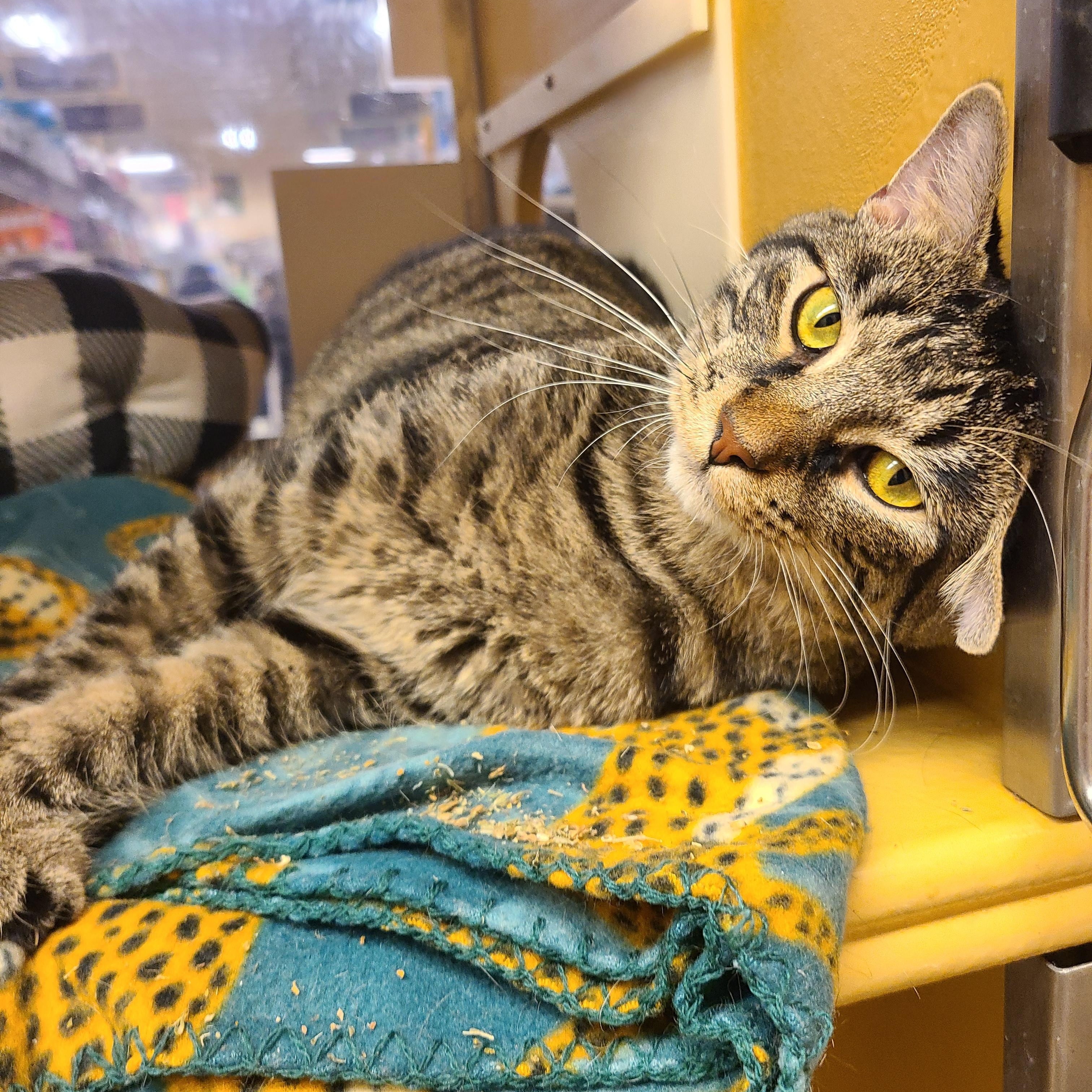 Milo, a ADOPTABLE American Shorthair in Gerrardstown, WV image 2/6