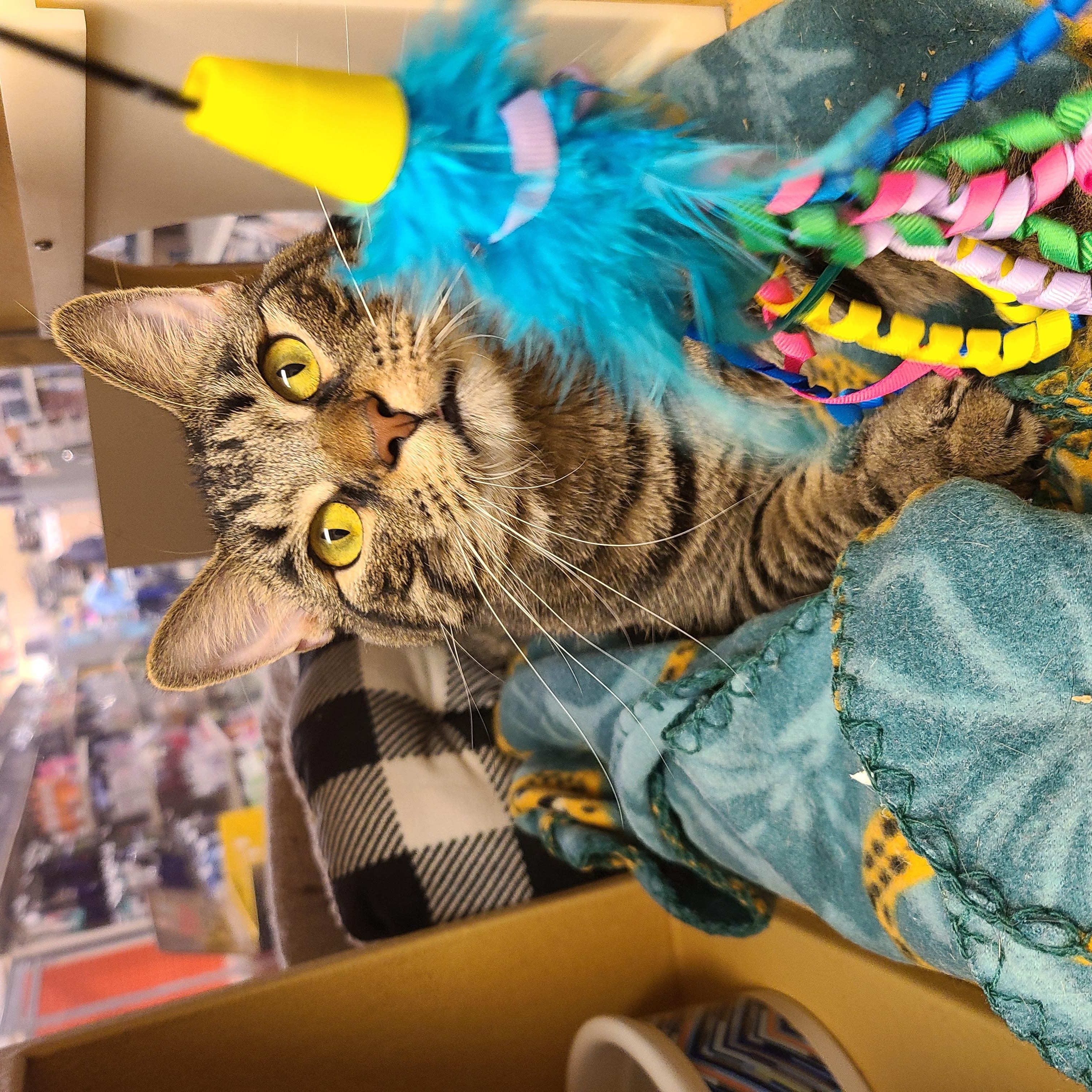 Milo, ADOPTABLE, Kitten Male American Shorthair.