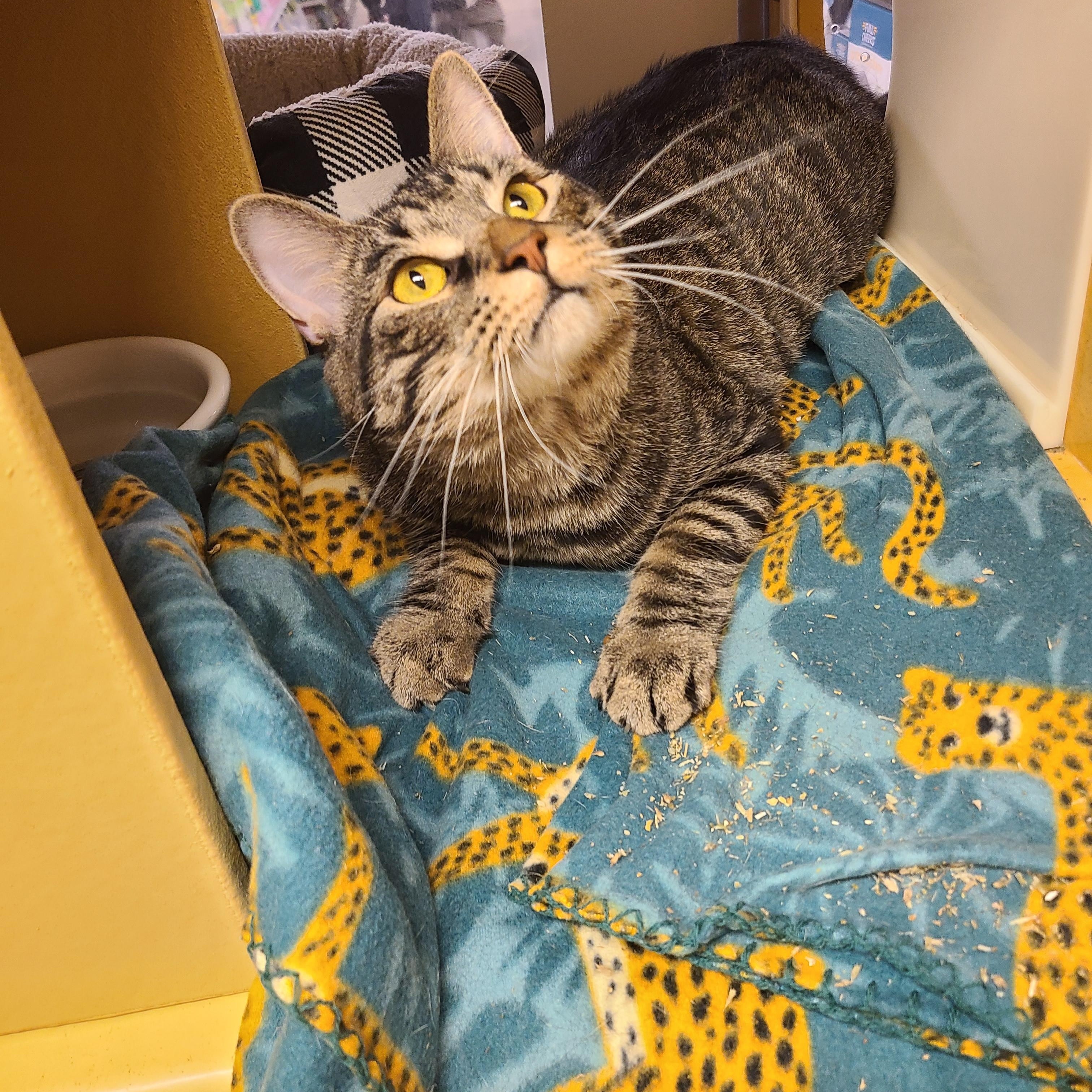 Milo, a ADOPTABLE American Shorthair in Gerrardstown, WV image 6/6