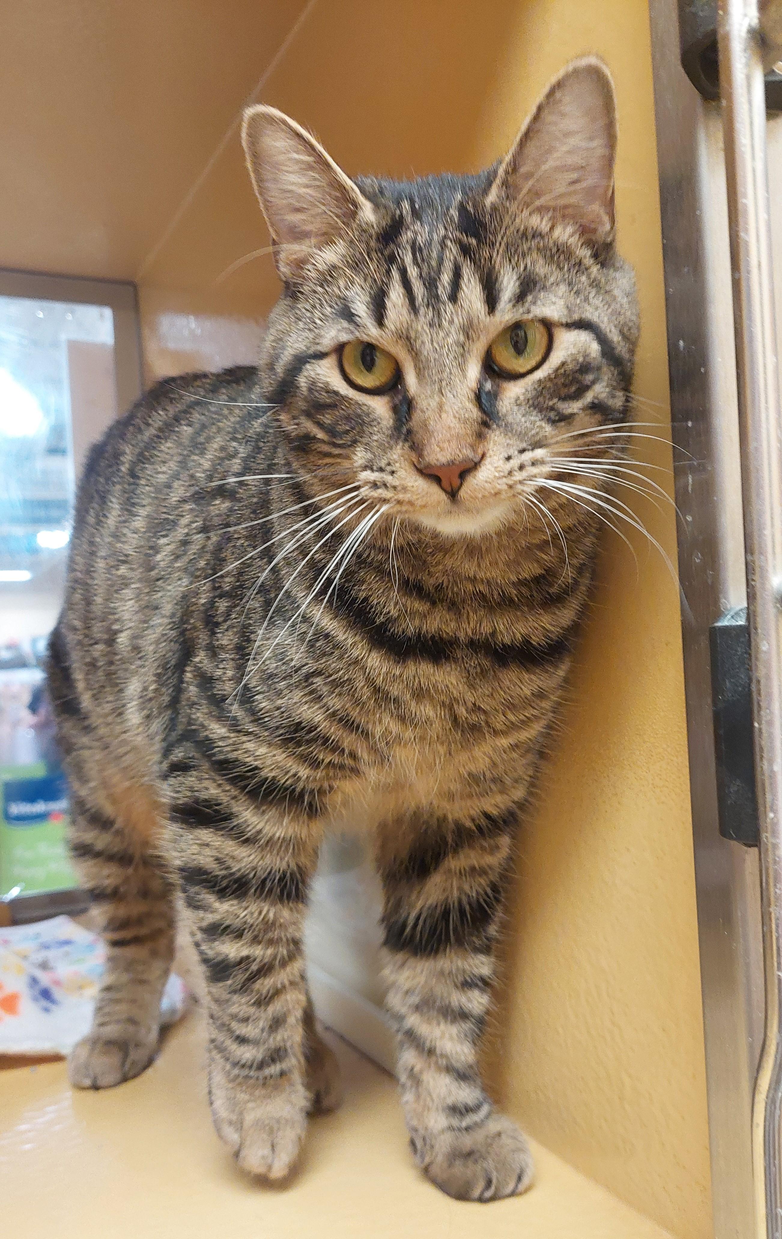 Enlarge Milo, a ADOPTABLE American Shorthair in Gerrardstown, WV image 1/4