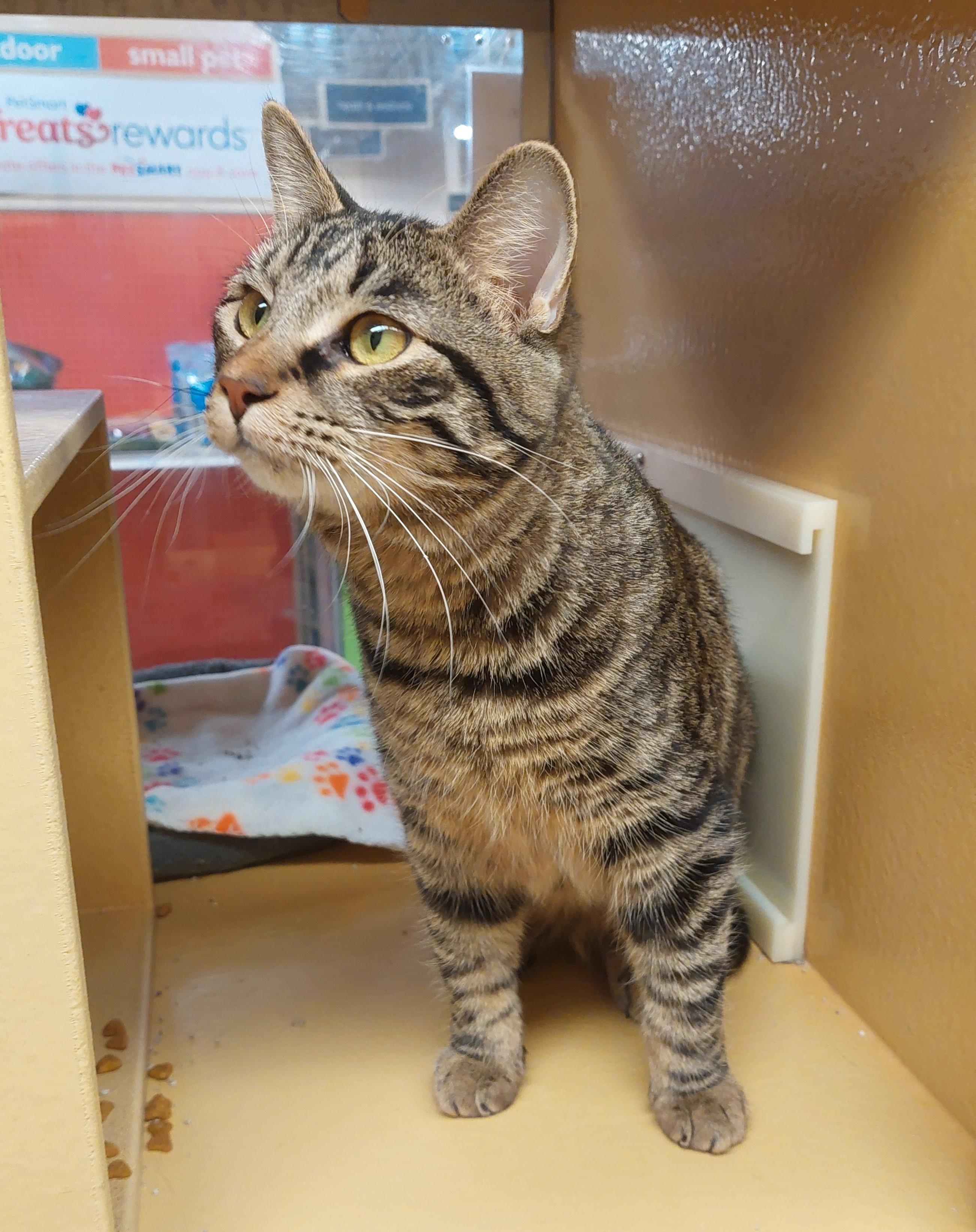 Enlarge Milo, a ADOPTABLE American Shorthair in Gerrardstown, WV image 4/4