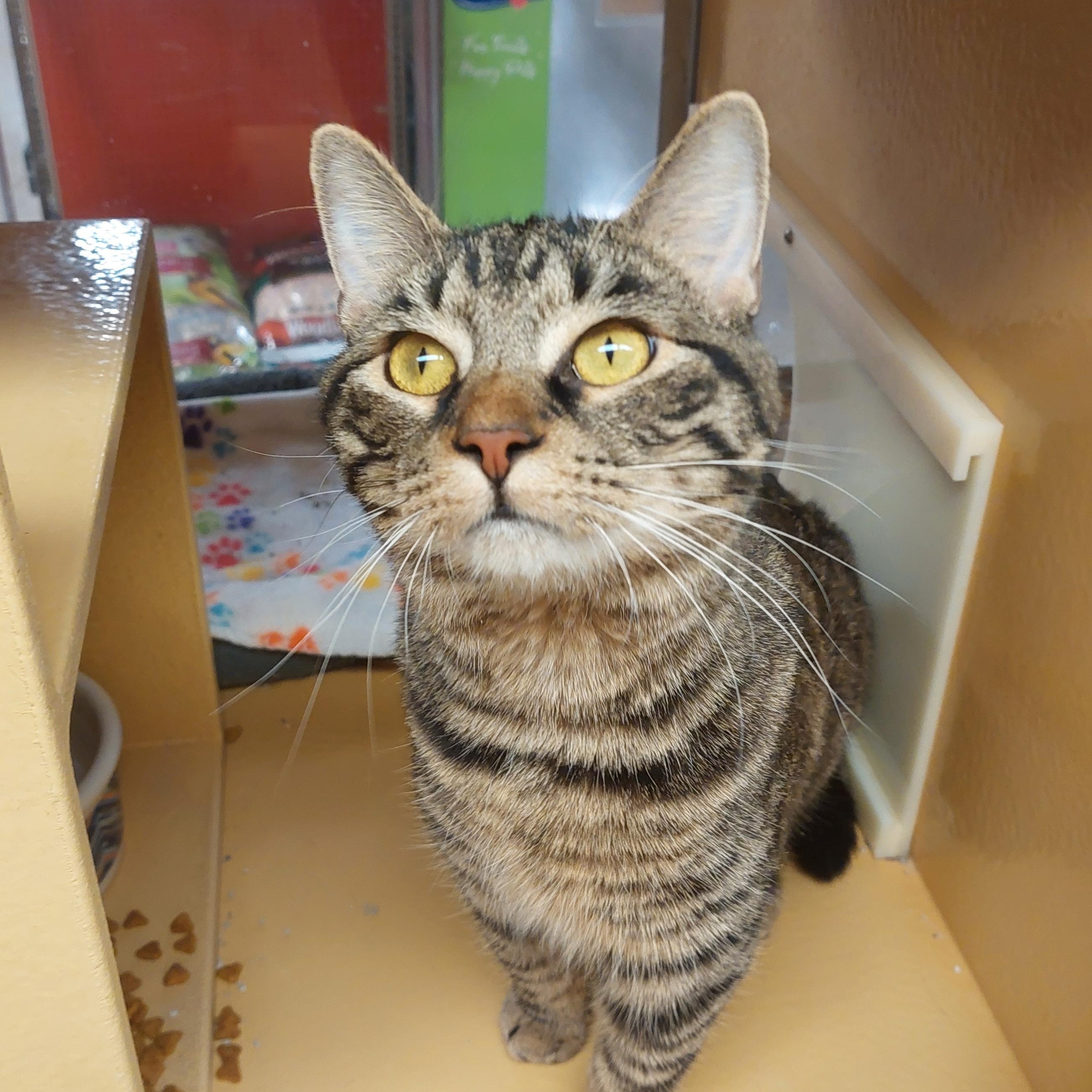 Enlarge Milo, a ADOPTABLE American Shorthair in Gerrardstown, WV image 2/4