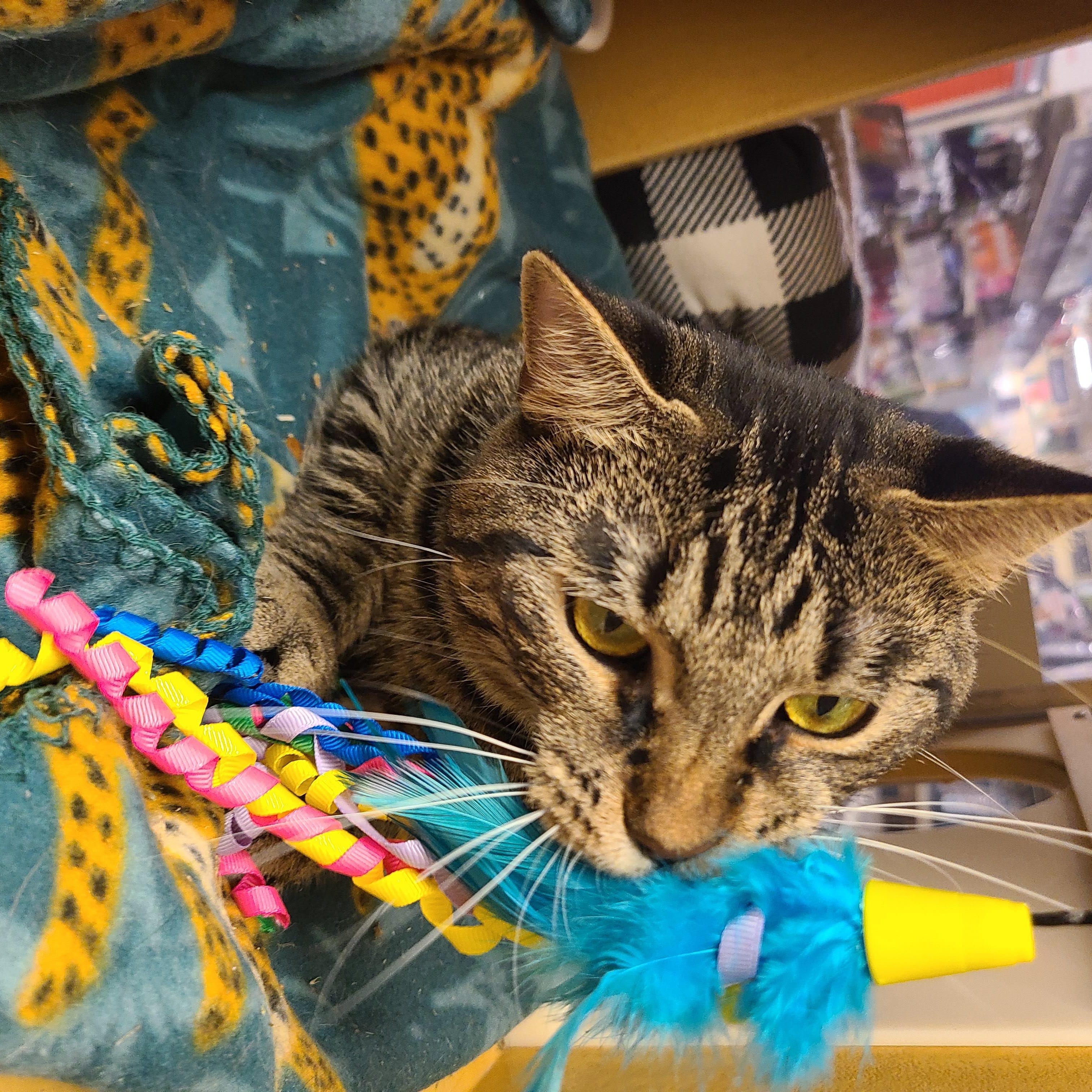 Milo, a ADOPTABLE American Shorthair in Gerrardstown, WV image 4/6