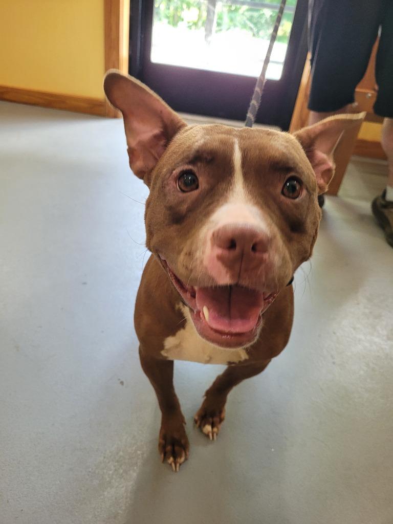 Enlarge Stitch, a Adoptable mixed breed in Lawrenceburg, TN image 1/2