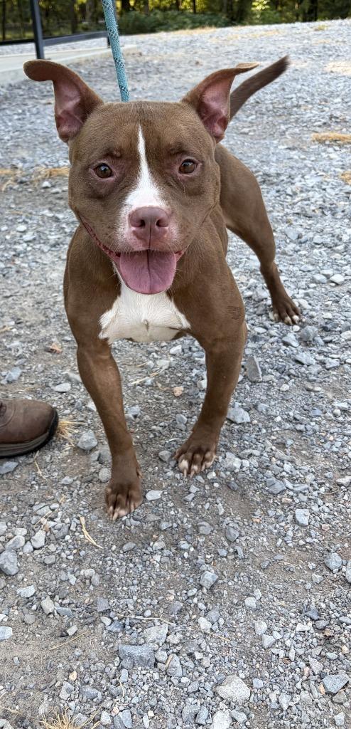 Enlarge Stitch, a Adoptable mixed breed in Lawrenceburg, TN image 2/2