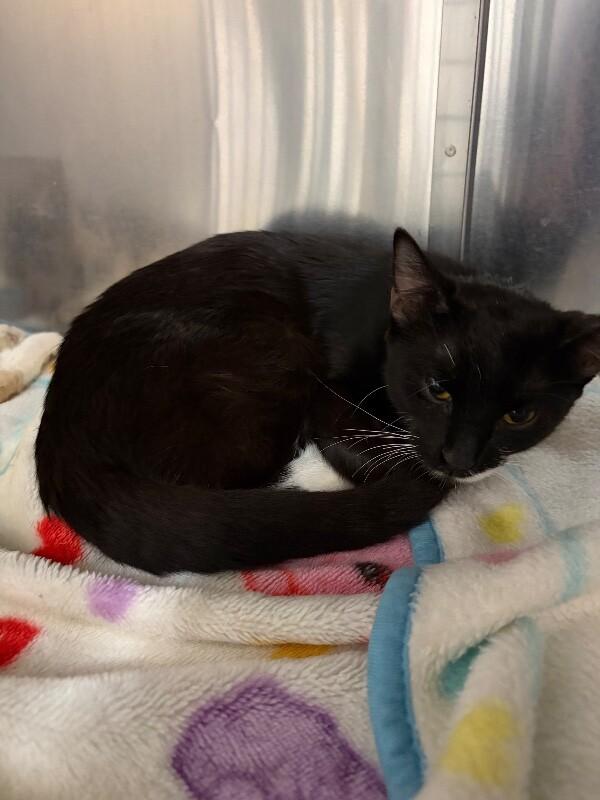 Punkie, ADOPTABLE, Young Female Domestic Short Hair.