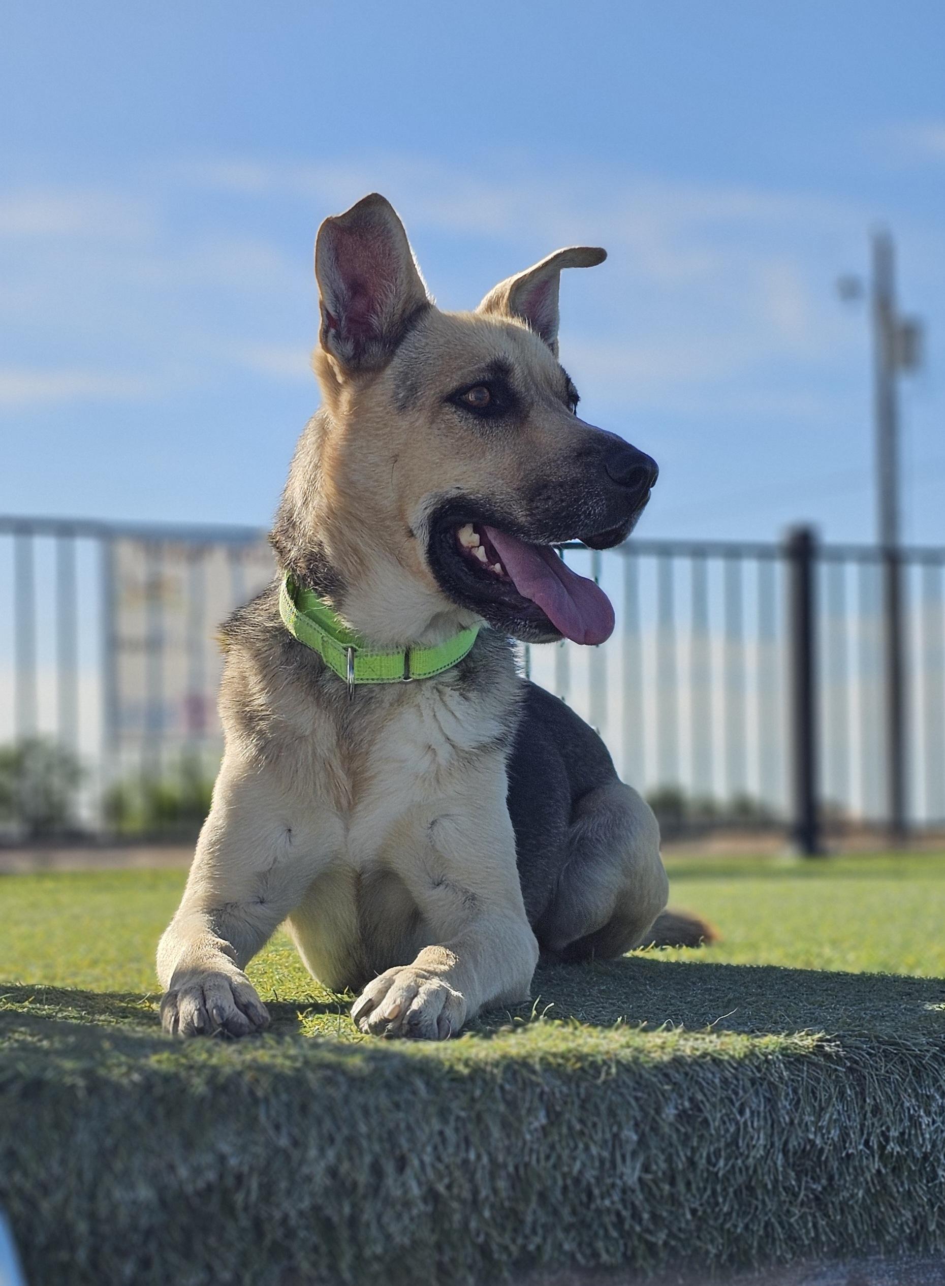 Zippy, ADOPTABLE, Young Male German Shepherd Dog & Siberian Husky.