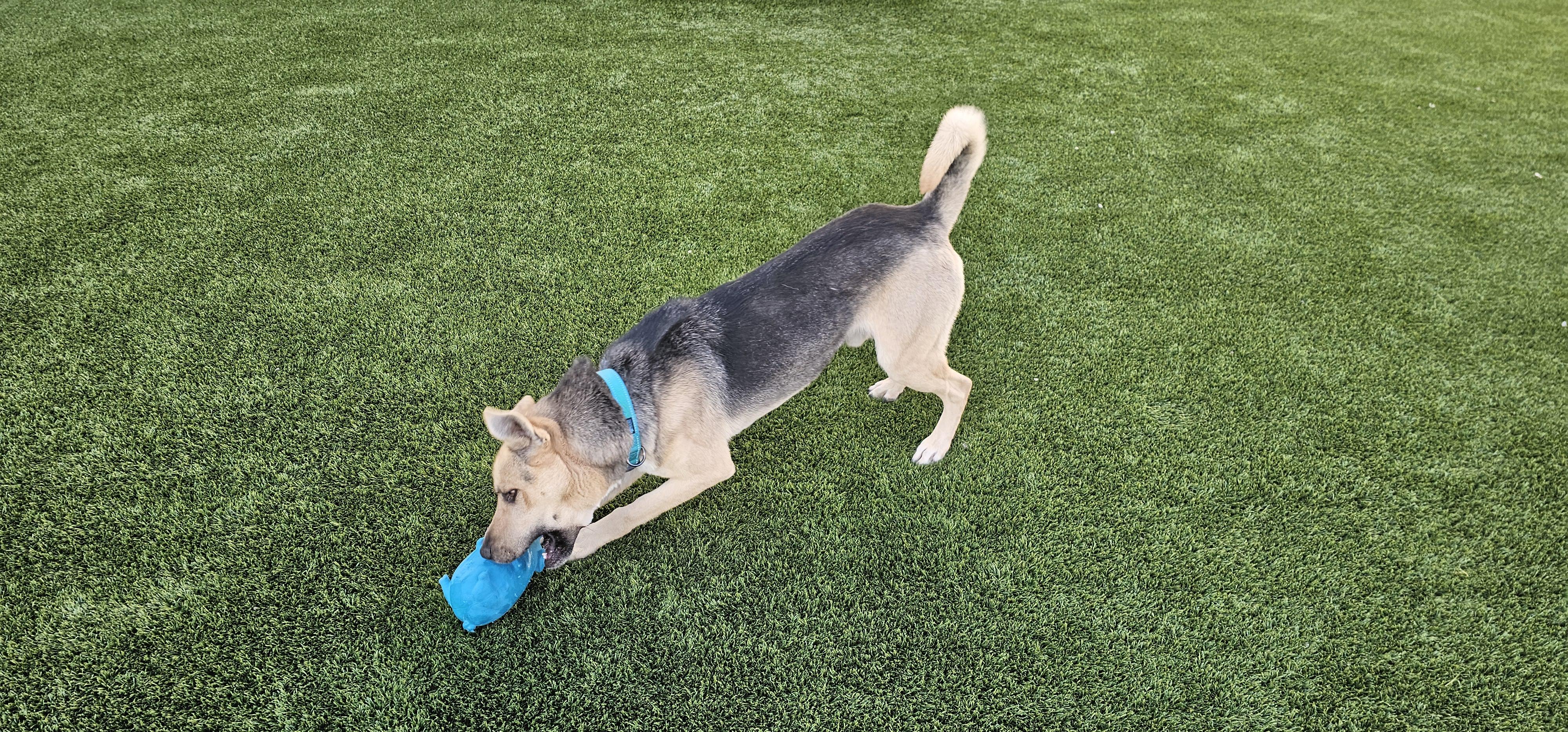 Enlarge Zippy, a ADOPTABLE mixed breed in Eagle, ID image 5/5