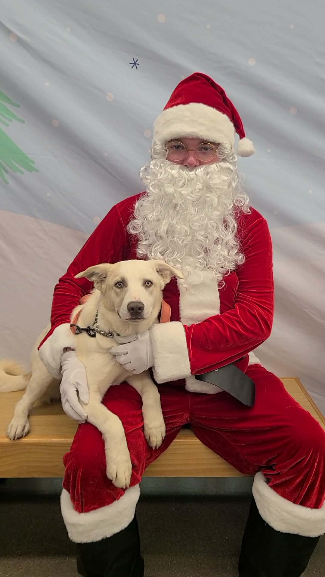 Enlarge Glory, a ADOPTABLE mixed breed in Pahrump, NV image 3/3