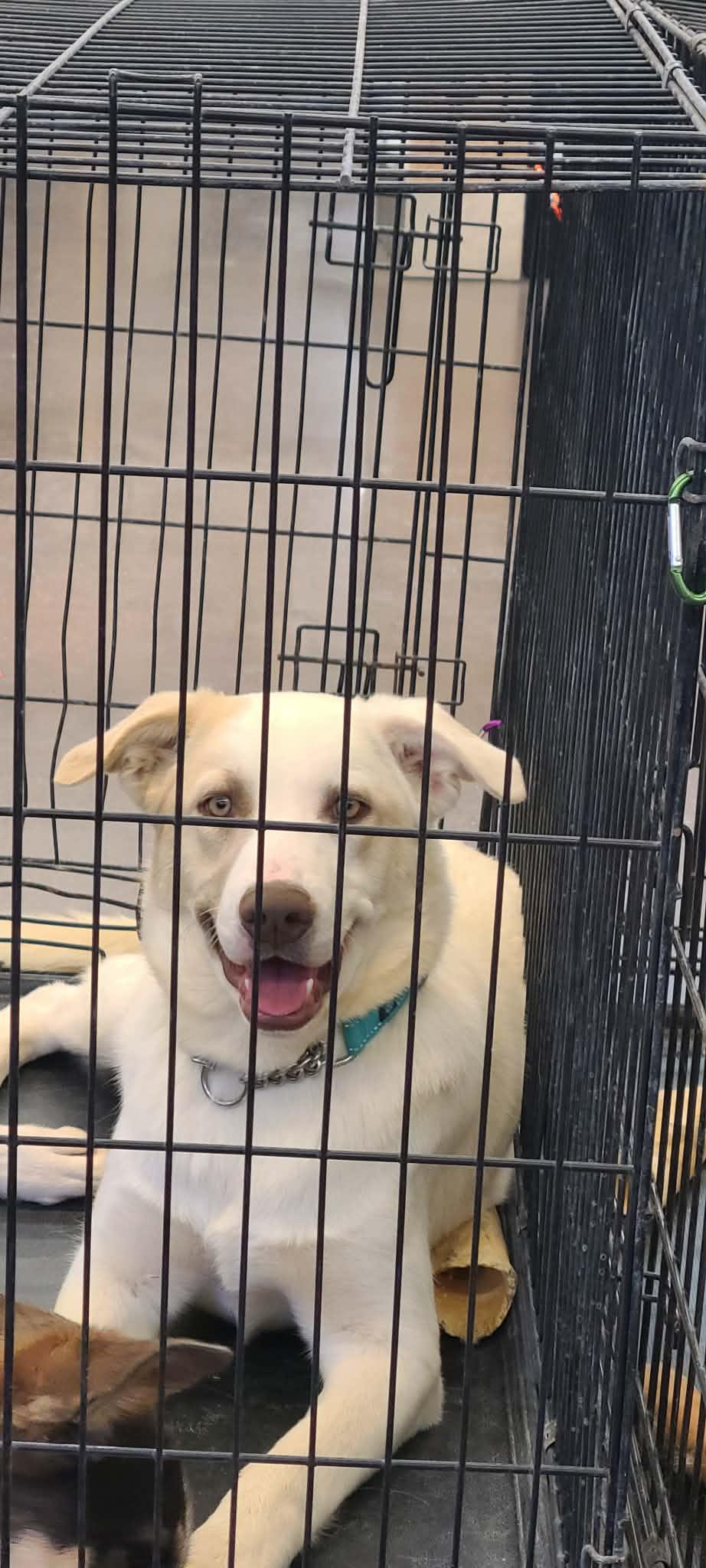 Enlarge Glory, a ADOPTABLE mixed breed in Pahrump, NV image 2/3