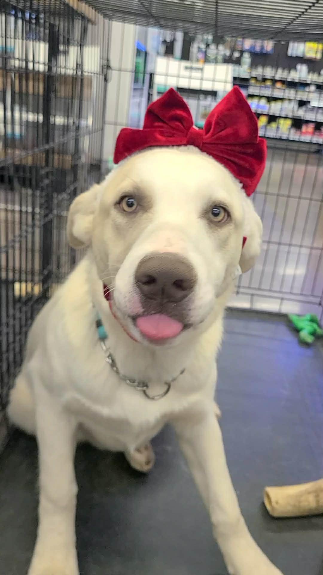 Enlarge Glory, a ADOPTABLE mixed breed in Pahrump, NV image 1/3