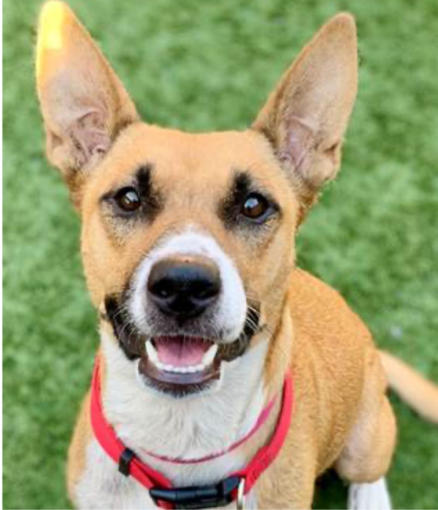Diamond, Adoptable, Adult Female Basenji & Pit Bull Terrier.