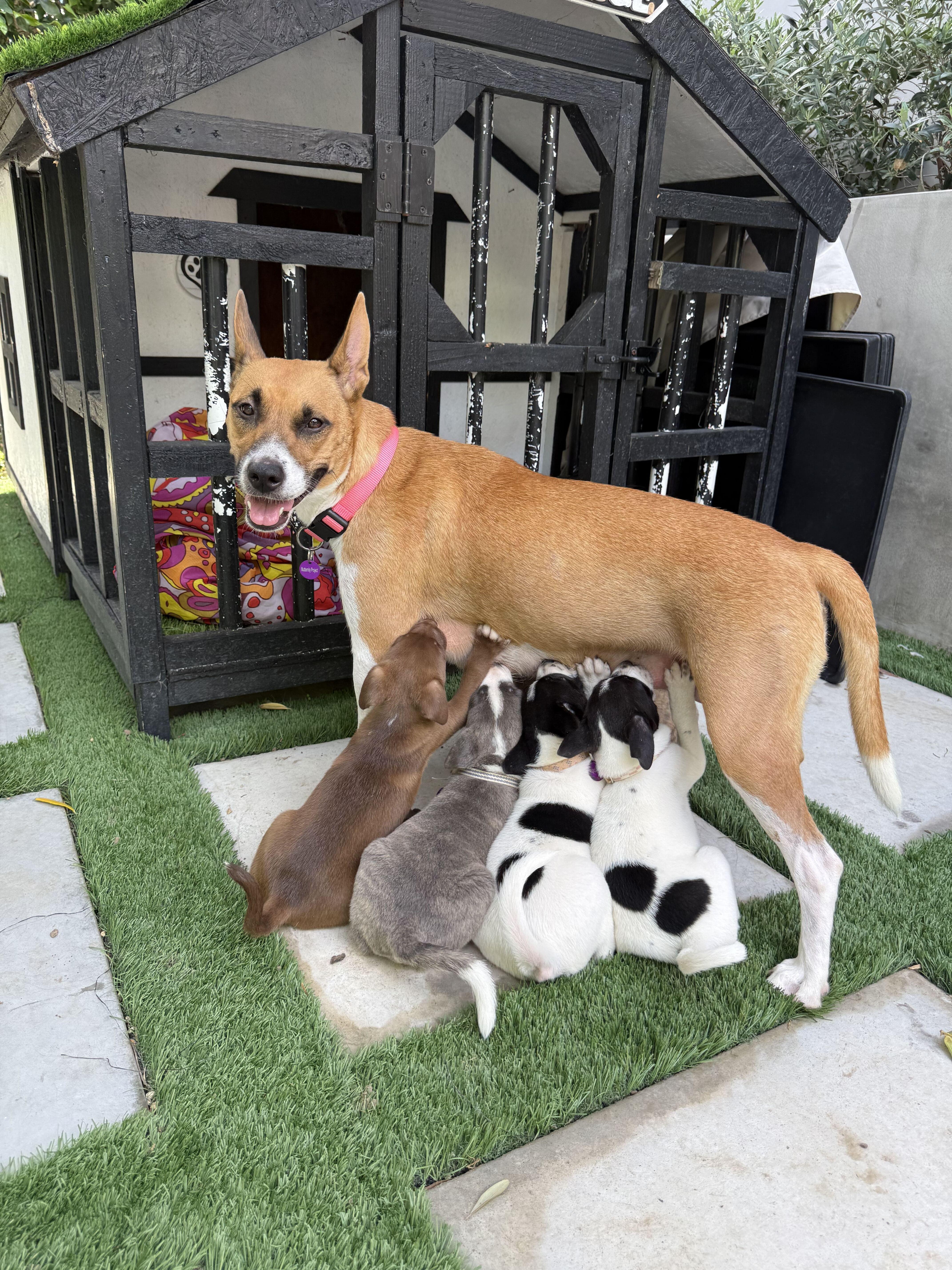 Enlarge Diamond, a Adoptable mixed breed in West Hollywood, CA image 5/6