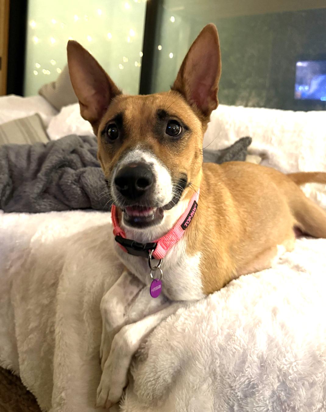 Enlarge Diamond, a Adoptable mixed breed in West Hollywood, CA image 2/6
