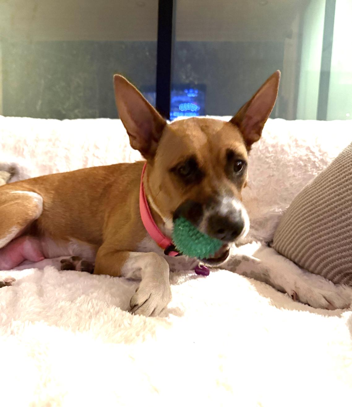 Enlarge Diamond, a Adoptable mixed breed in West Hollywood, CA image 3/6