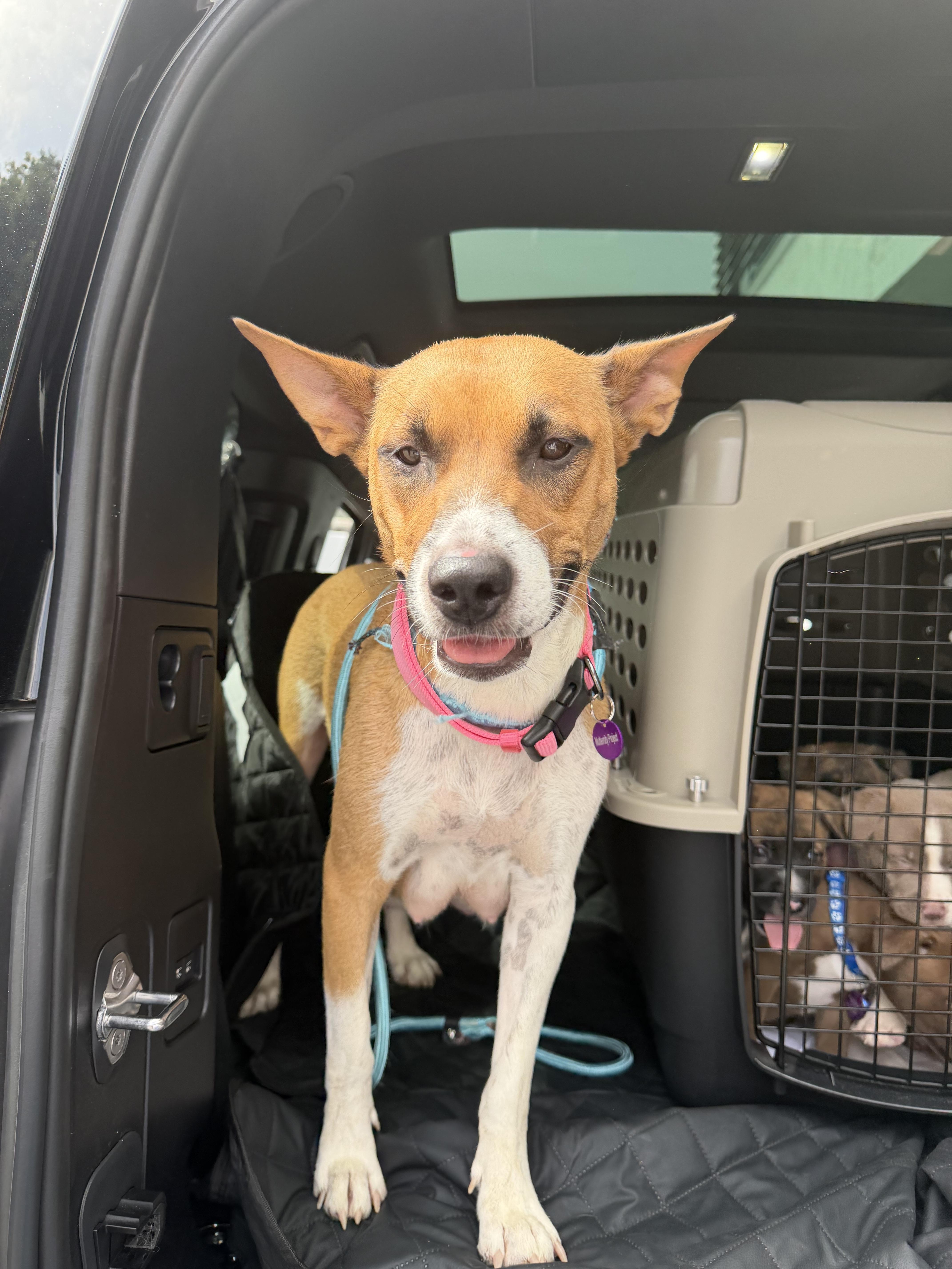 Enlarge Diamond, a Adoptable mixed breed in West Hollywood, CA image 6/6