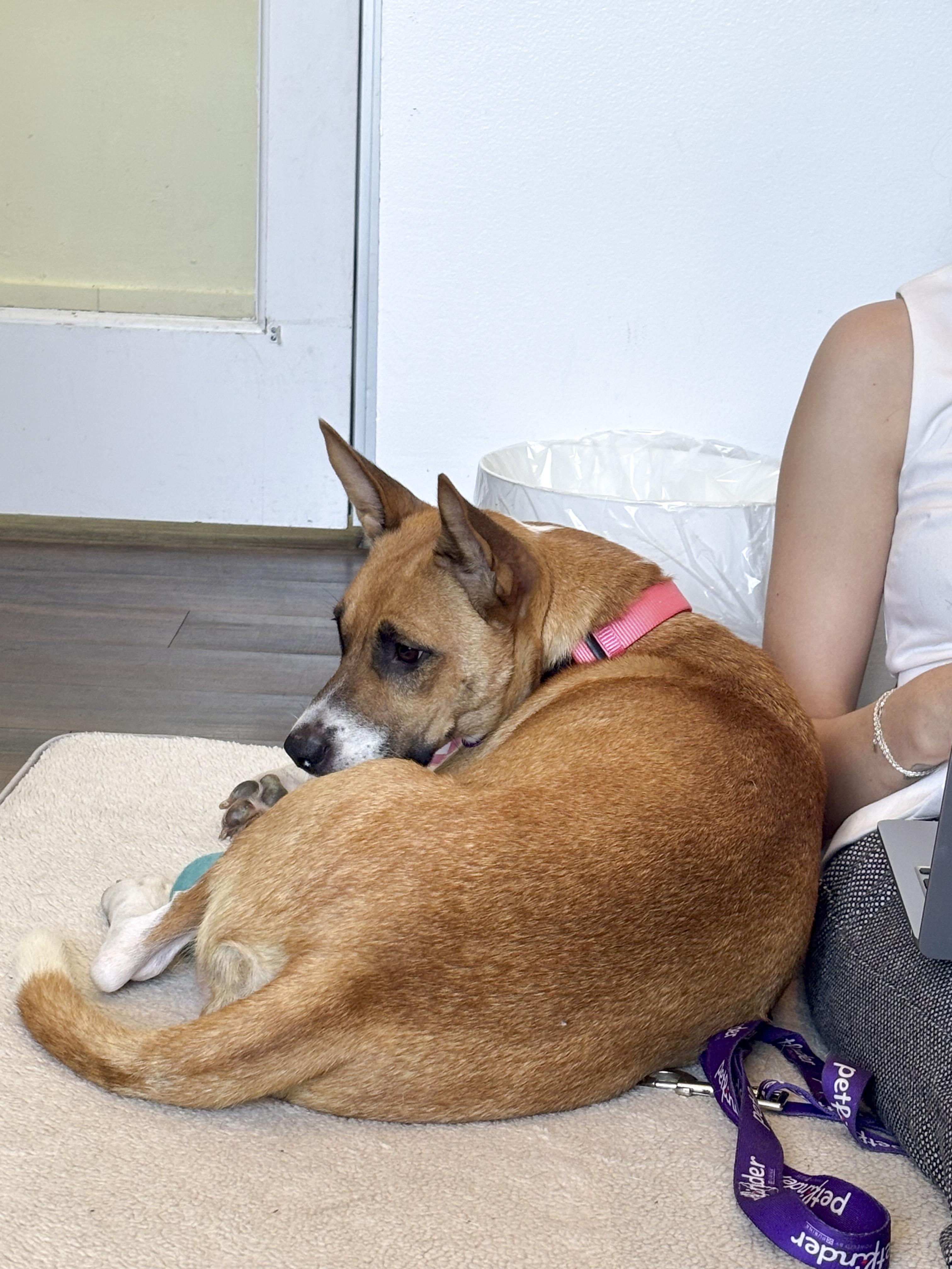 Enlarge Diamond, a Adoptable mixed breed in West Hollywood, CA image 4/6