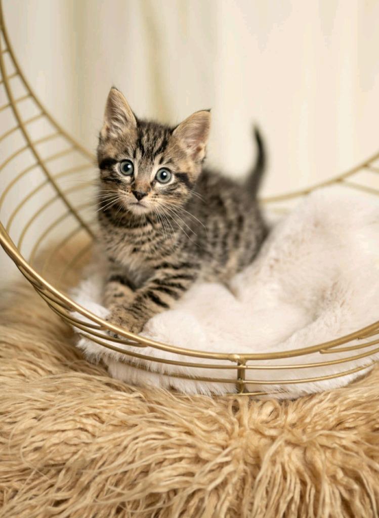 Beans, Adoptable, Kitten Male Extra-Toes Cat / Hemingway Polydactyl.