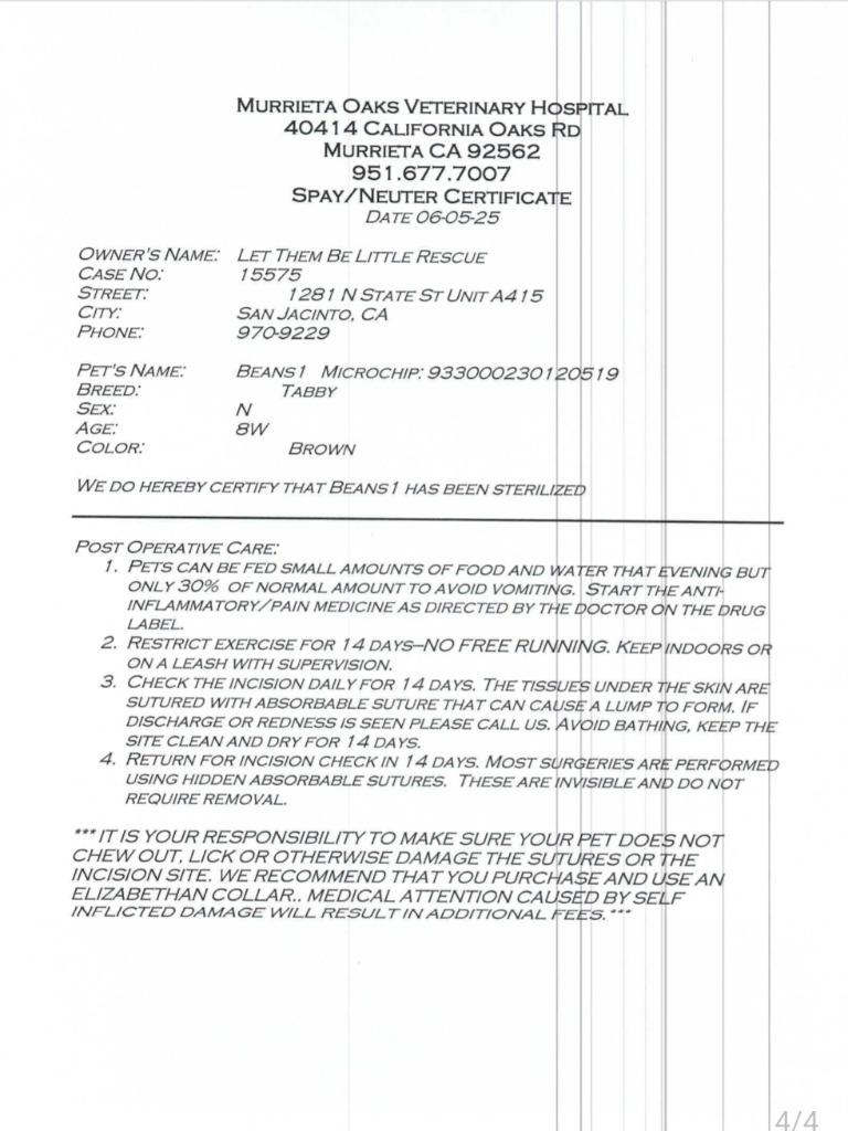 Enlarge Beans, a Adoptable Extra-Toes Cat / Hemingway Polydactyl in San Jacinto, CA image 2/2