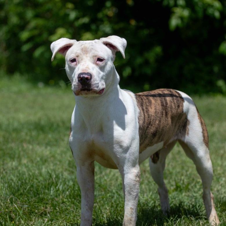 Enlarge Squirt, a Adoptable Mixed Breed in Henderson, KY image 1/4