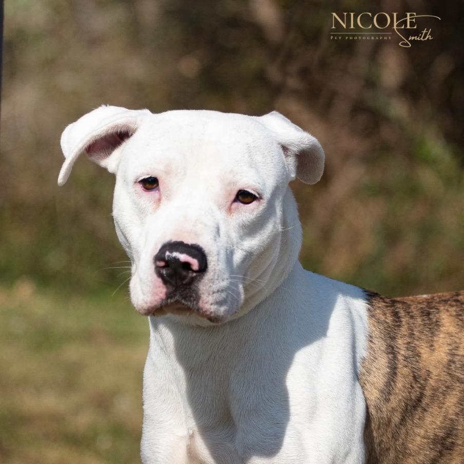 Enlarge Squirt, a Adoptable Mixed Breed in Henderson, KY image 2/4