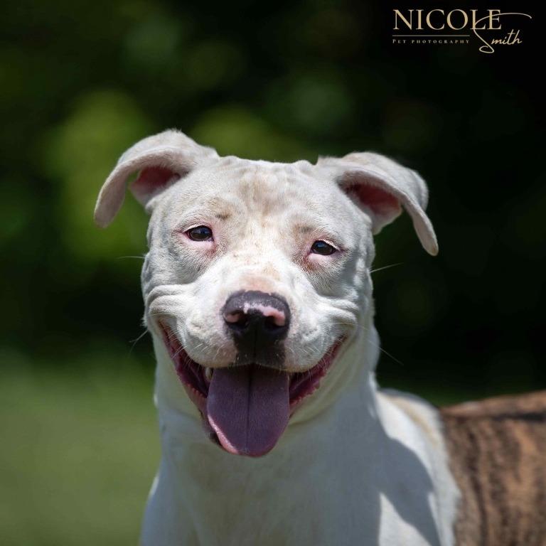 Enlarge Squirt, a Adoptable Mixed Breed in Henderson, KY image 3/4