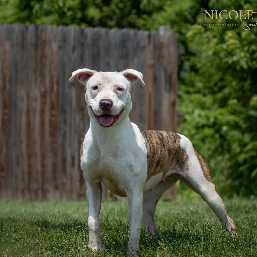 Enlarge Squirt, a Adoptable Mixed Breed in Henderson, KY image 4/4