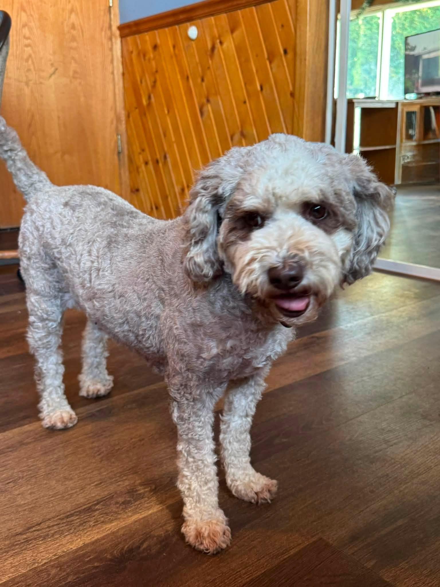 Enlarge Charlie, an adopted Bernadoodle in Decorah, IA image 4/4