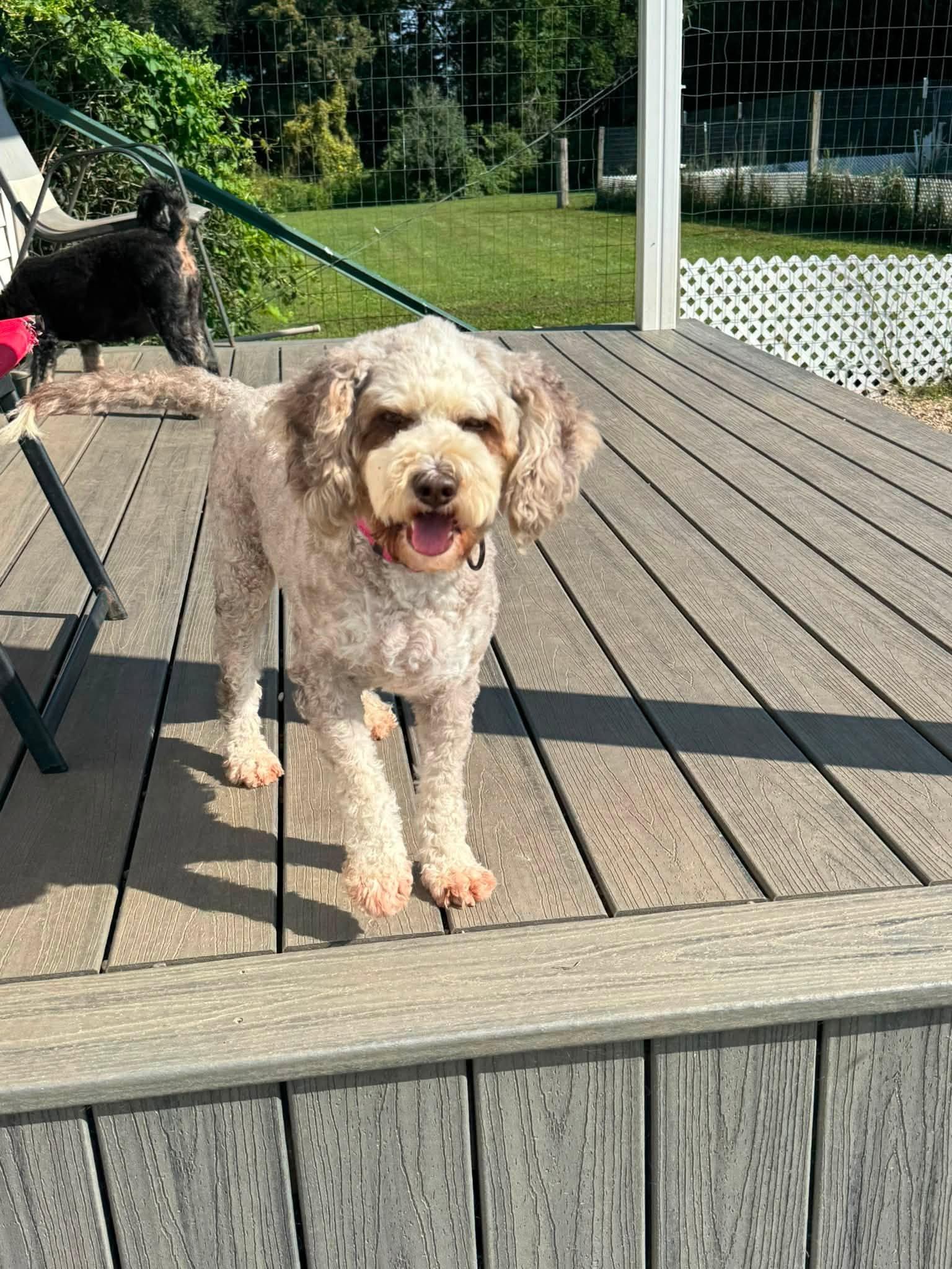 Enlarge Charlie, an adopted Bernadoodle in Decorah, IA image 1/4