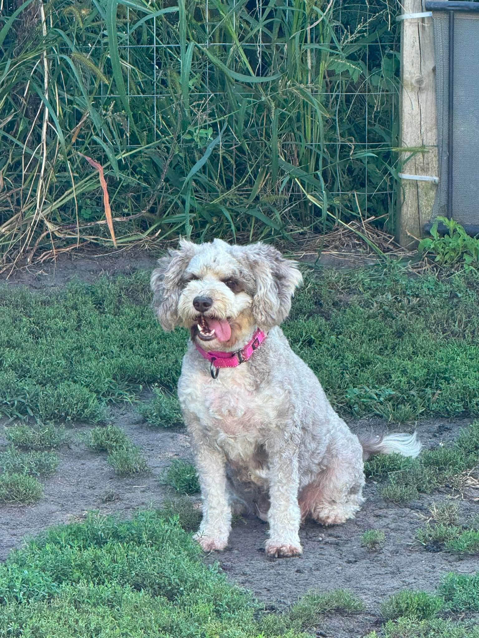 Enlarge Charlie, an adopted Bernadoodle in Decorah, IA image 2/4