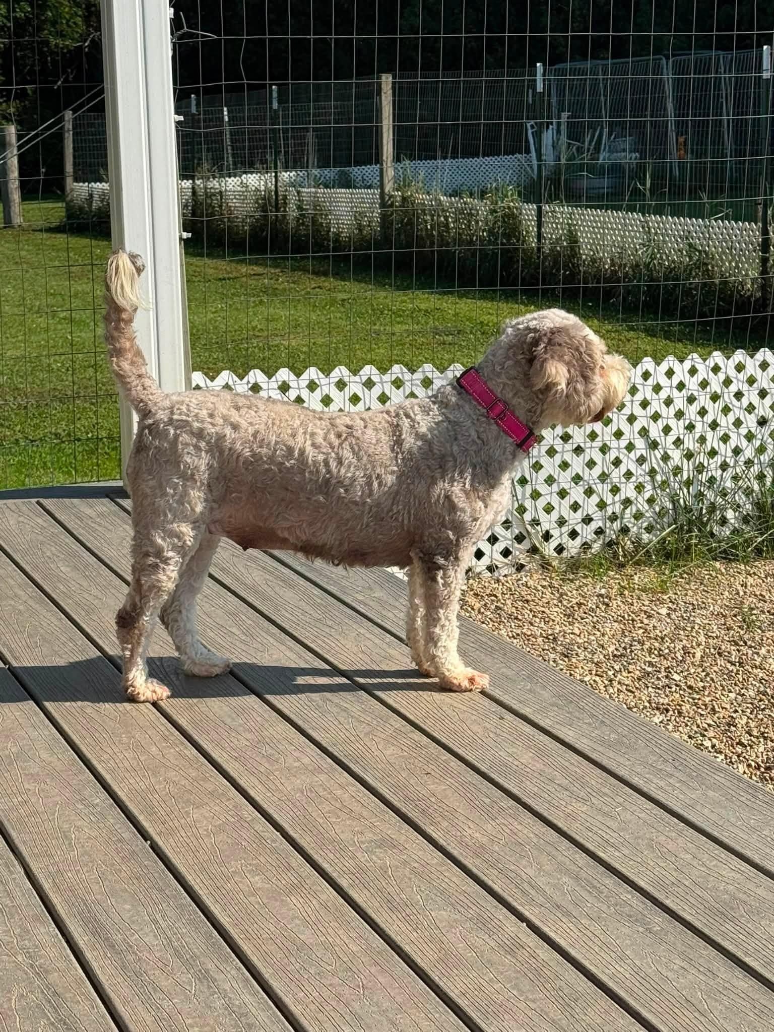 Enlarge Charlie, an adopted Bernadoodle in Decorah, IA image 3/4