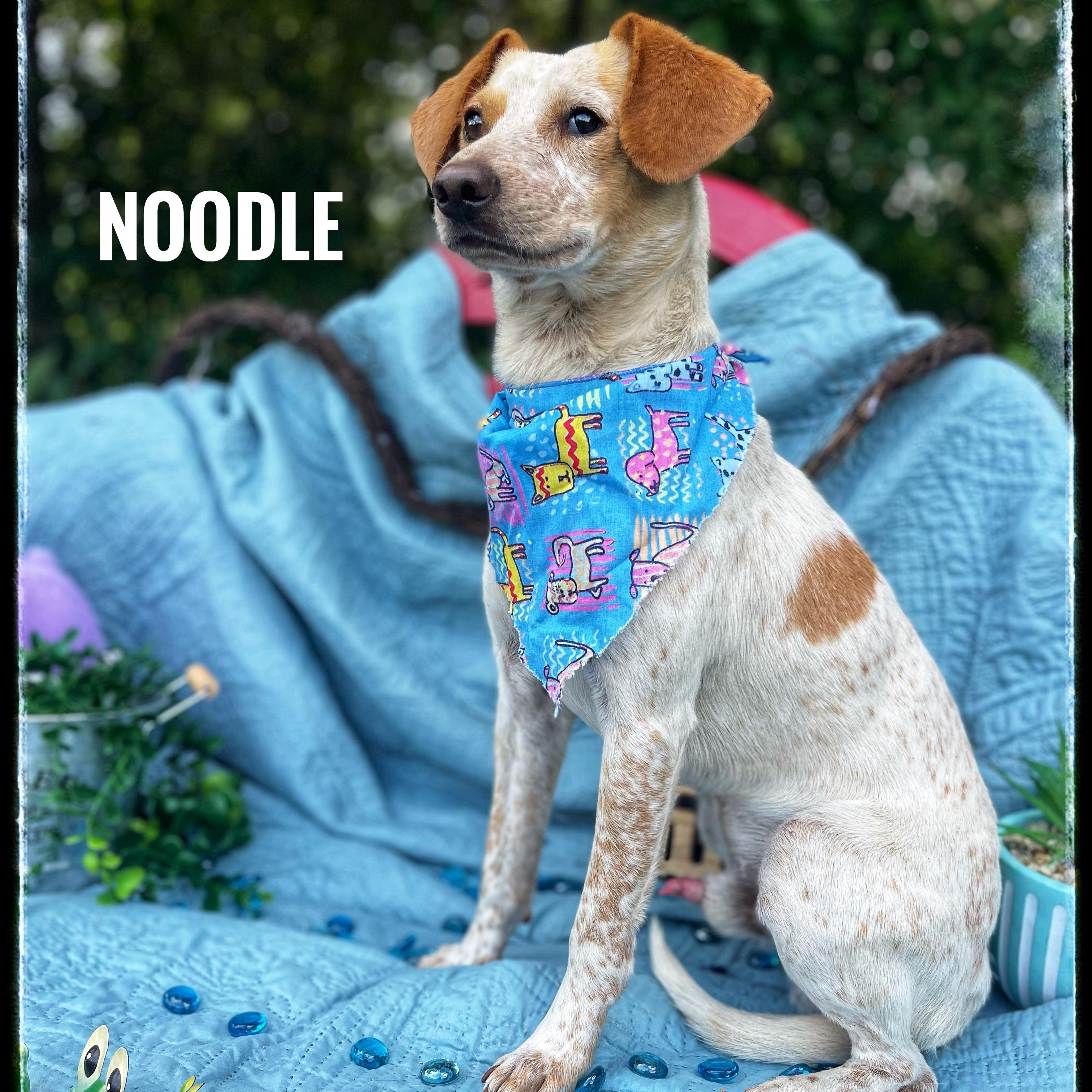Noodle