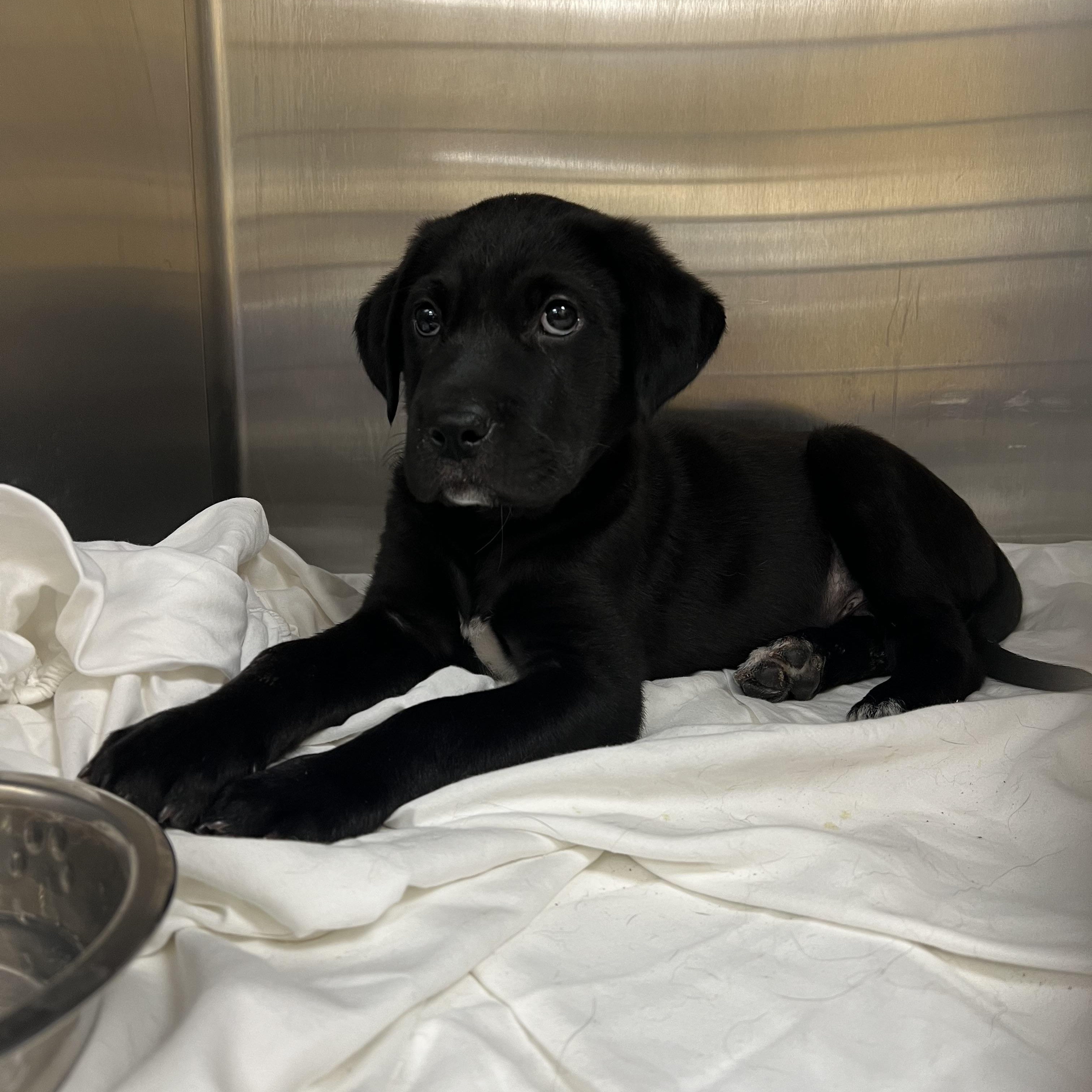 Enlarge Tucker, an adopted mixed breed in Charleston, SC image 1/1